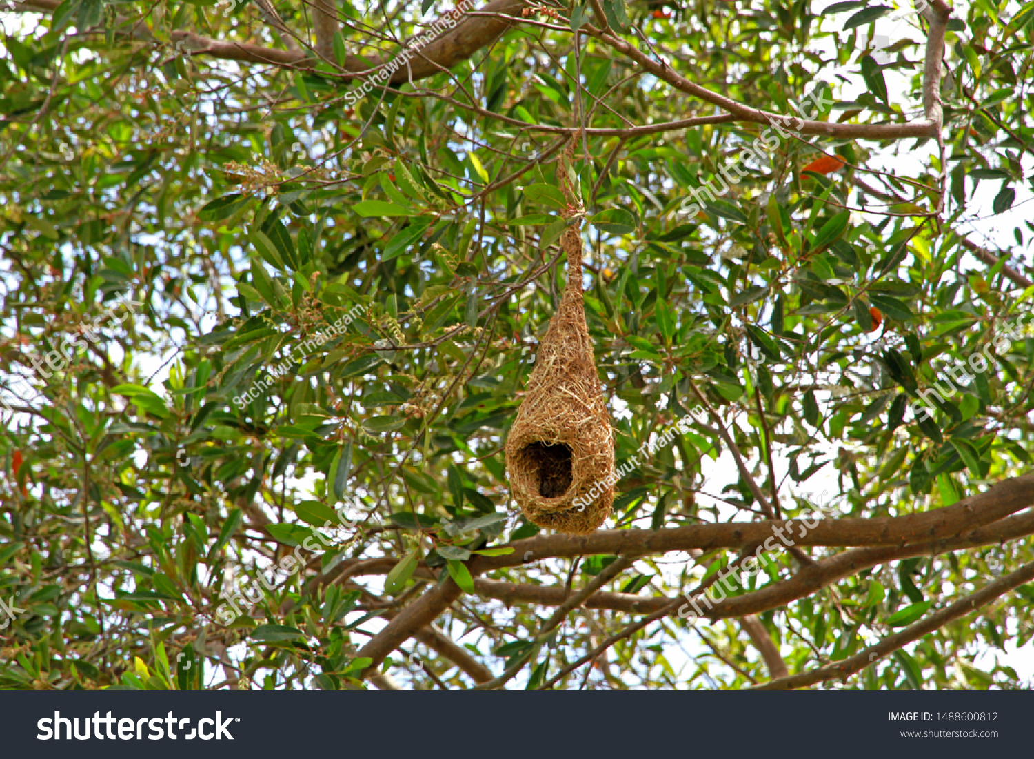 hanging bird nest in tree