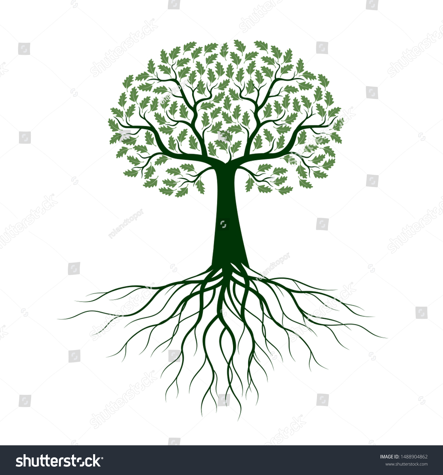 Green Isolated Oak Tree Roots On Stock Vector (Royalty Free) 1488904862 ...