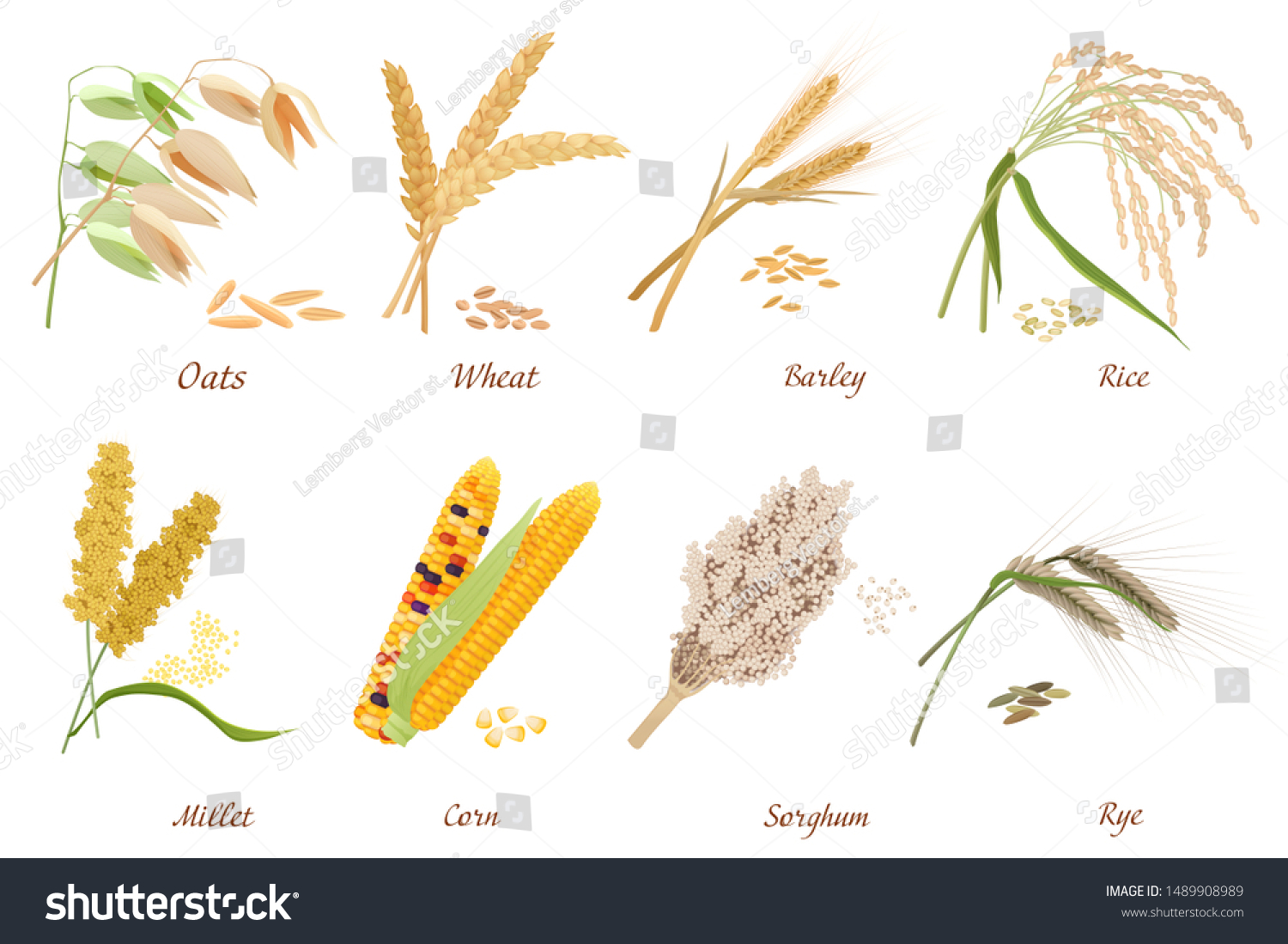 Cereals Stems Flat Vector Illustrations Set Stock Vector (Royalty Free ...