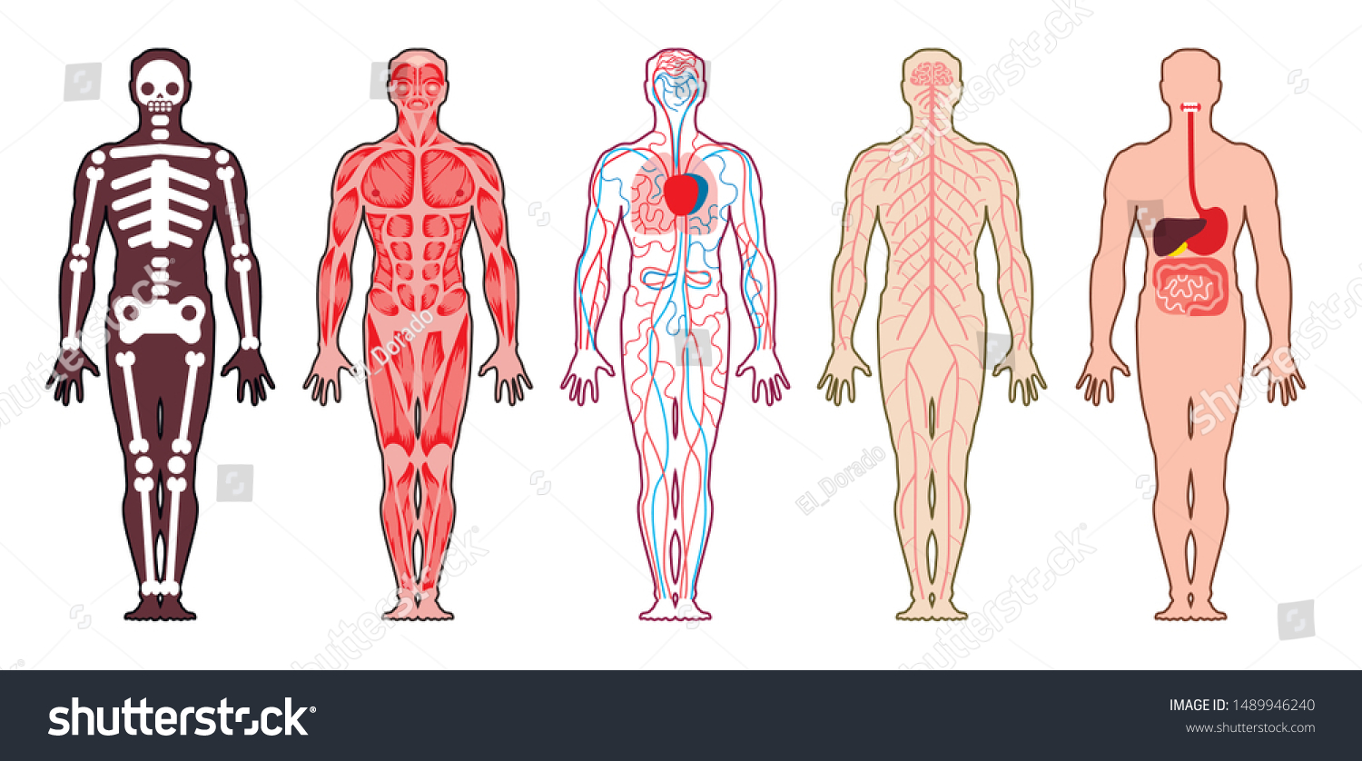 Medical Schemes Different Systems Human Body Stock Vector (Royalty Free ...