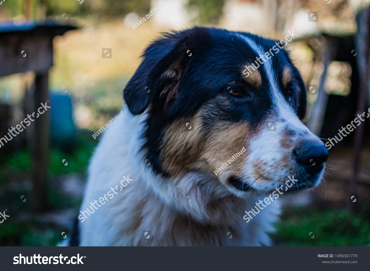 what color are greek shepherd dogs