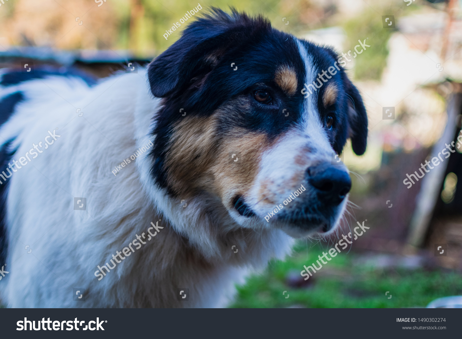 what color are greek shepherd dogs