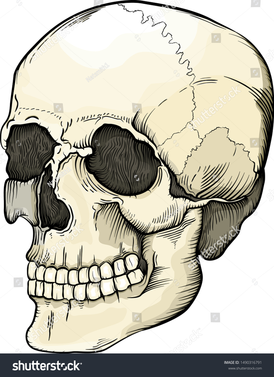 easy human skull drawing