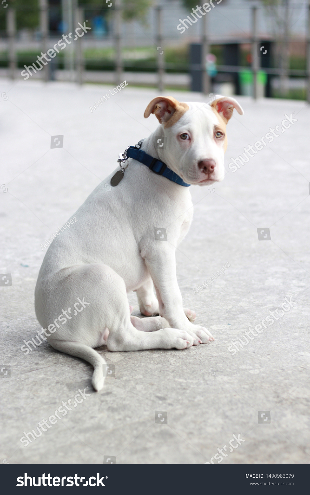 pitbull dog white puppy