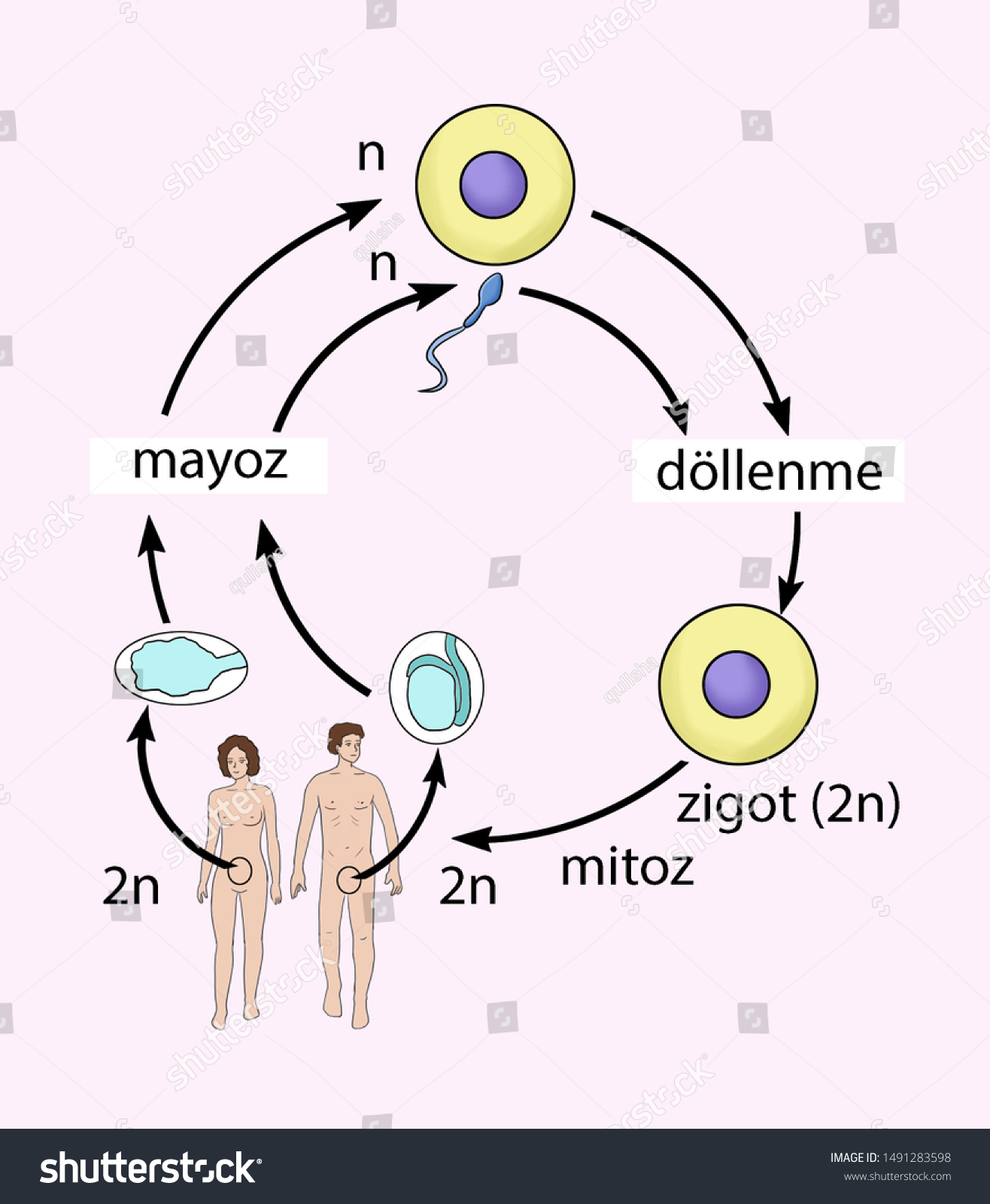 Meiosis Stages Meiosis Fertilization Mitosis Vector Stock Illustration ...