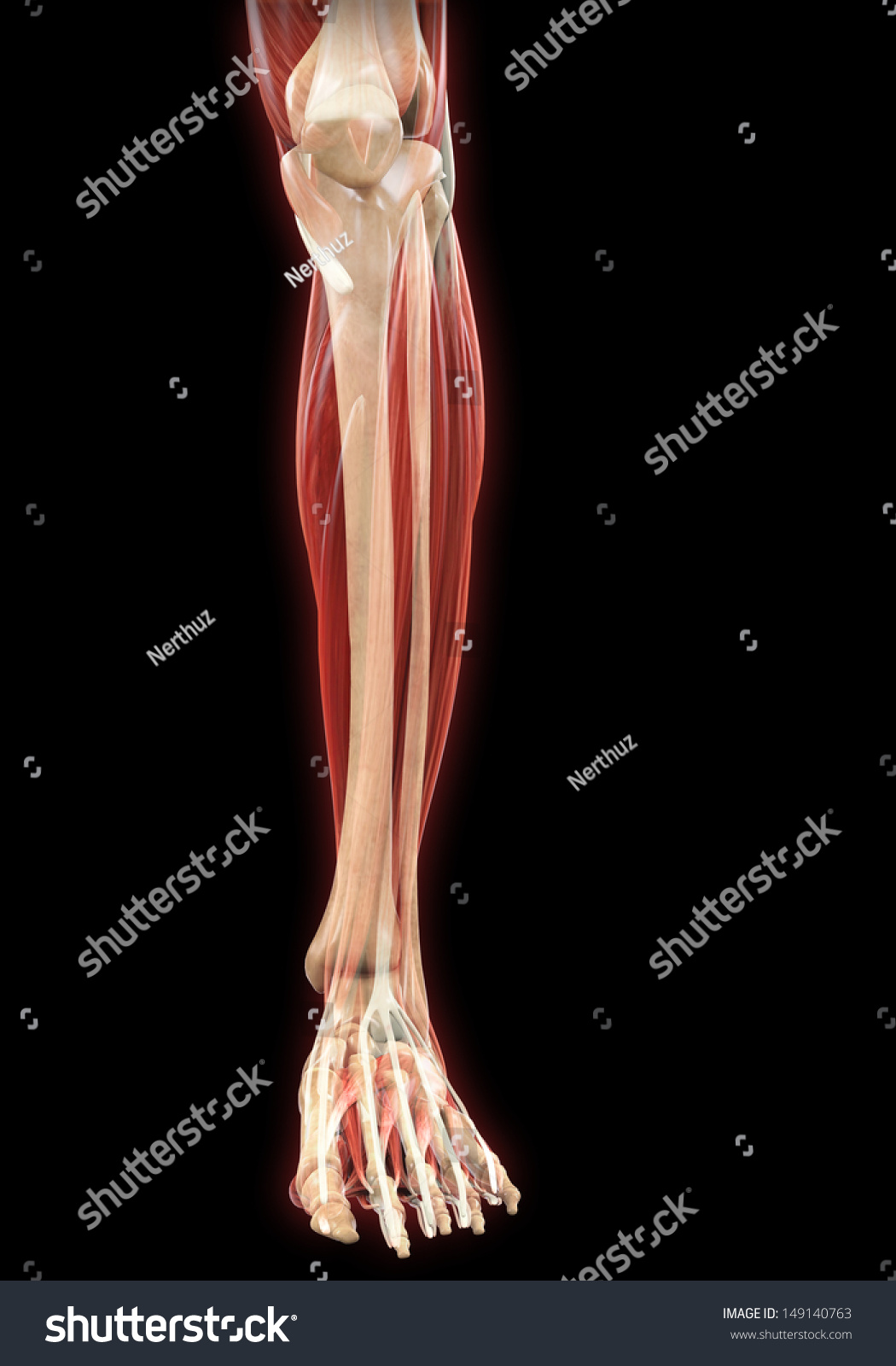 Lower Legs Muscles Anatomy Stock Illustration 149140763 | Shutterstock