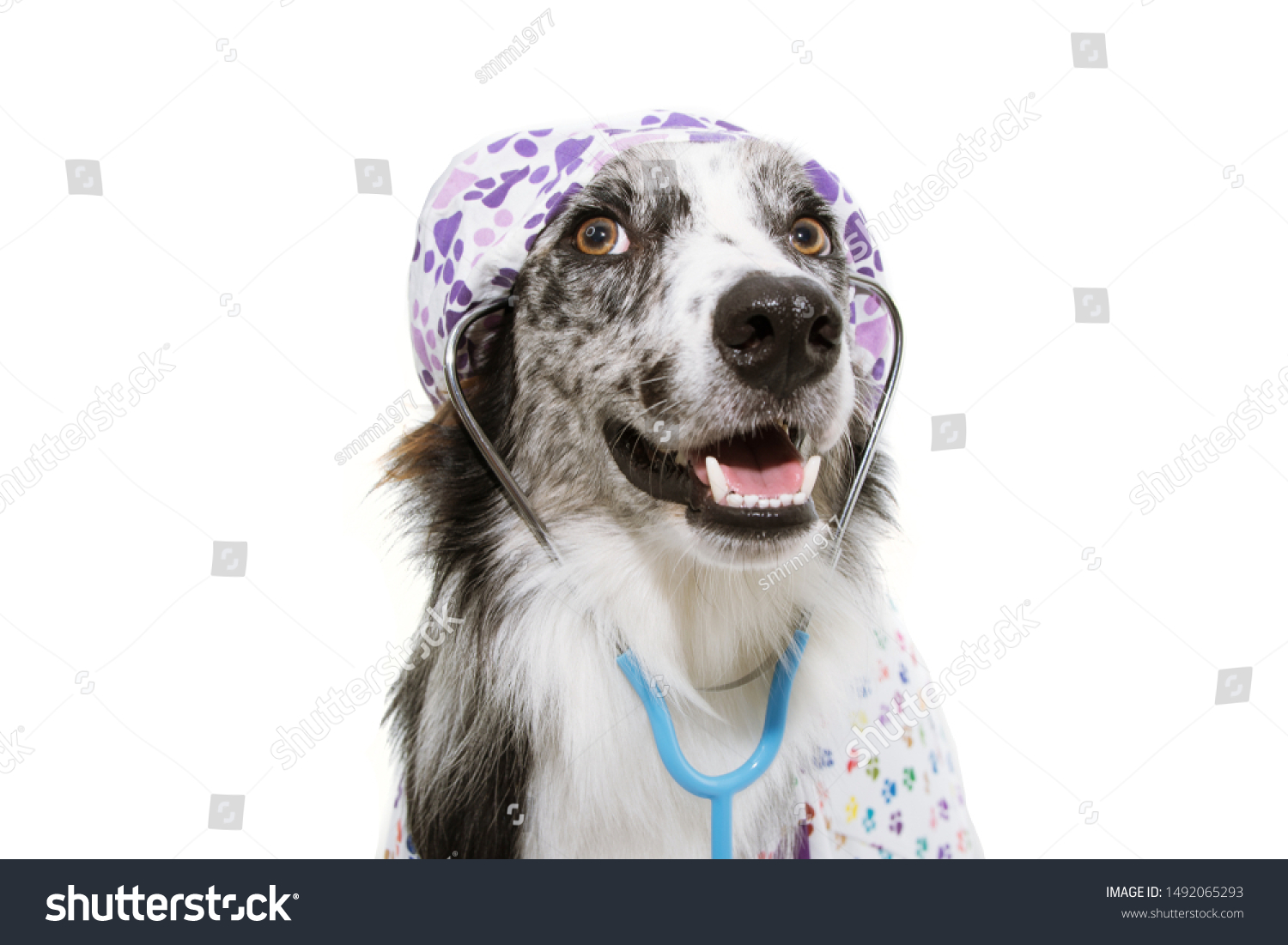 how to wear out border collie