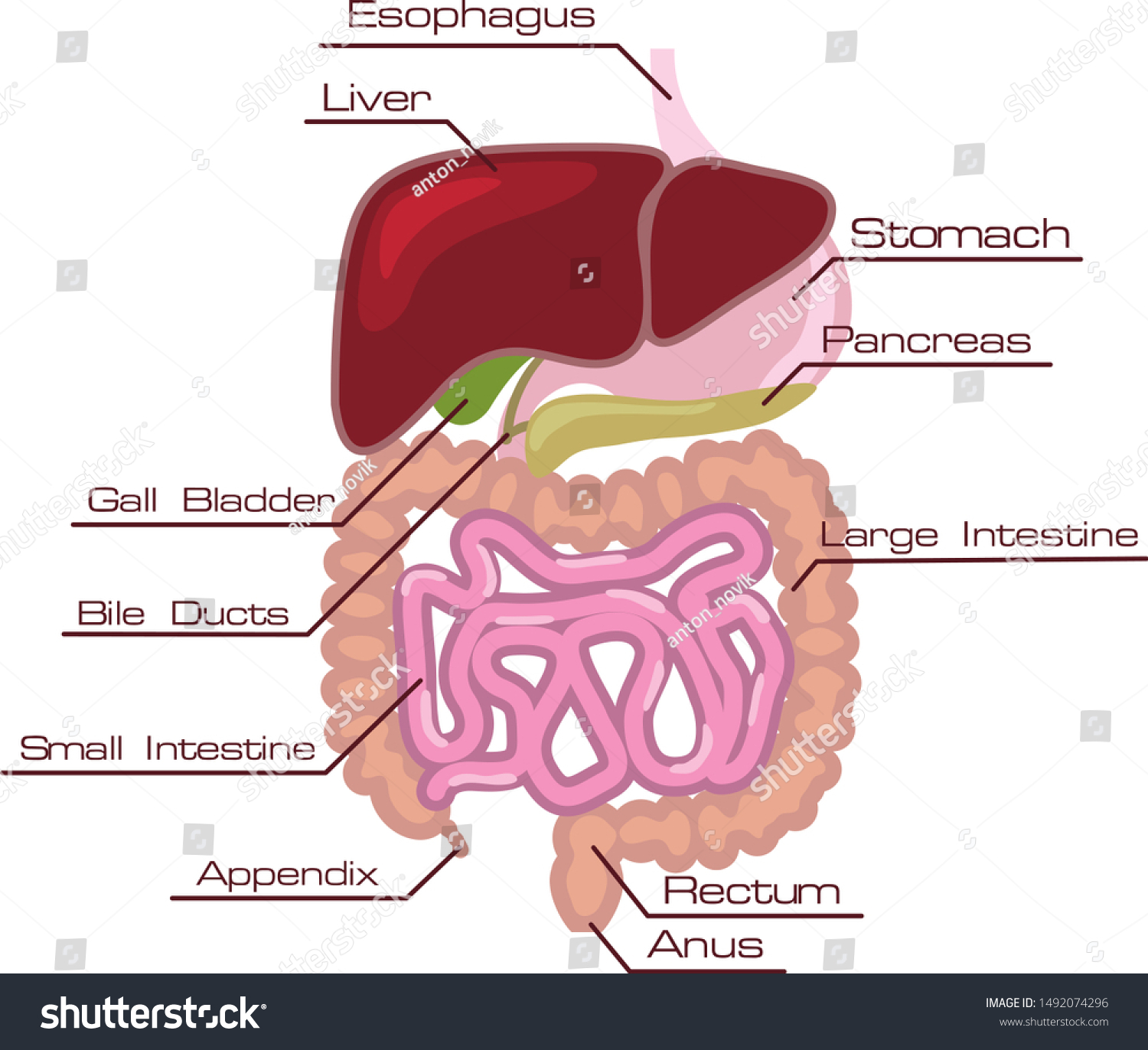 Human Intestines Diagram Vector Eps Stock Vector (Royalty Free ...