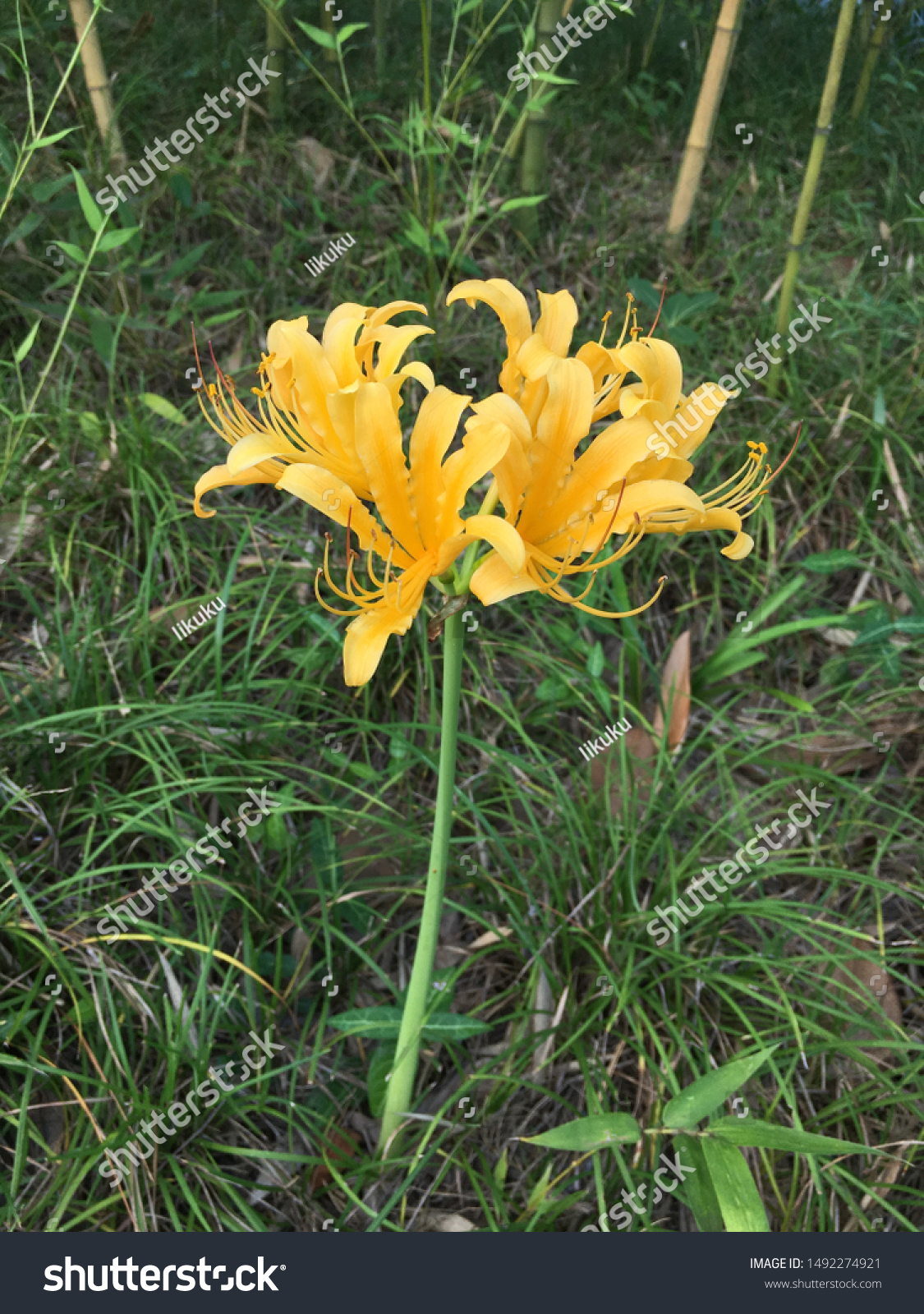 TÌNH YÊU CÂY CỎ ĐV.3 - Page 82 Stock-photo-lycoris-flavescens-yellow-flower-at-park-afternoon-summer-in-shanghai-1492274921