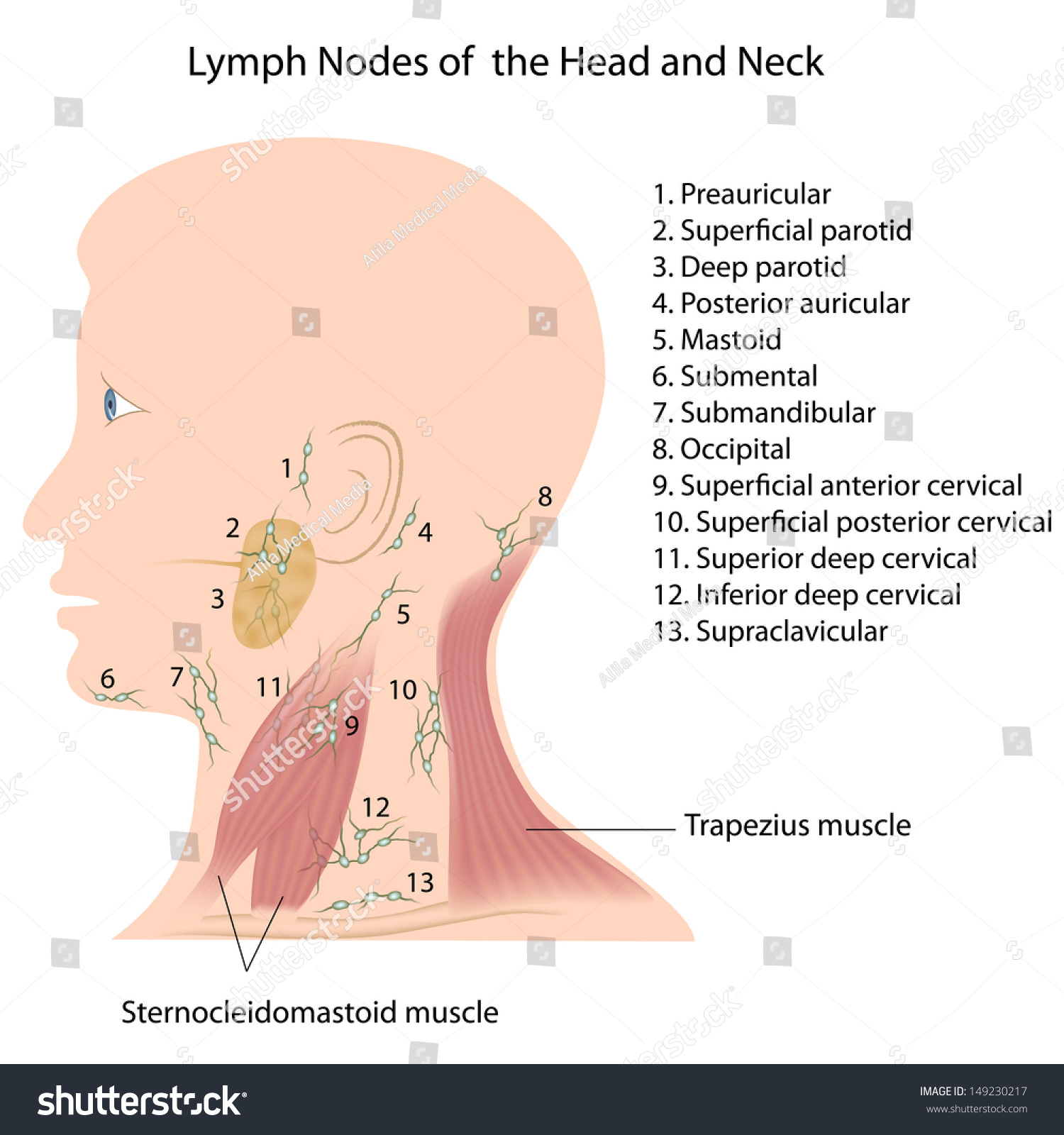 Supraclavicular Lymph Nodes 29 Bilder Stockfoton Och Vektorer