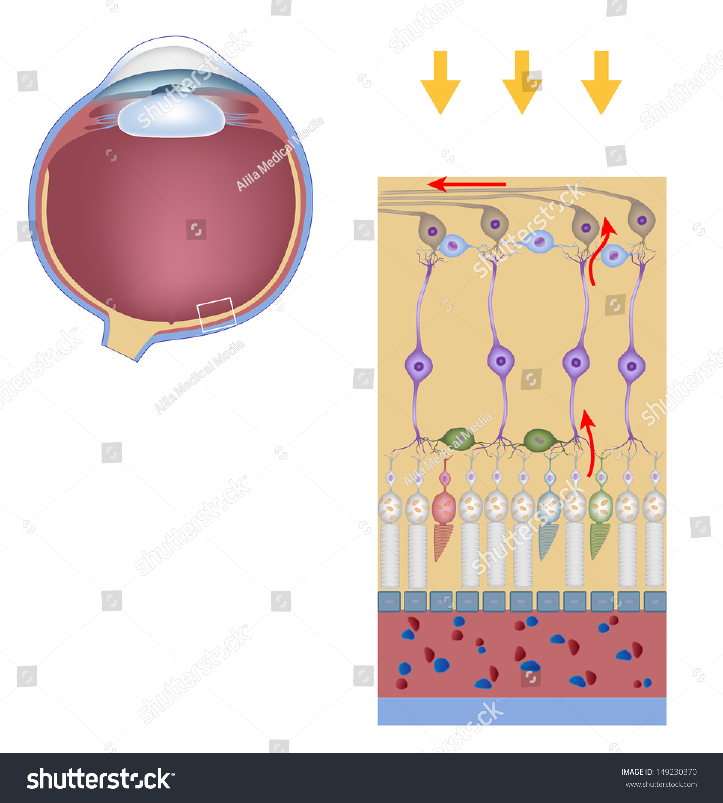 Layers Retina Science Drawing Stock Illustration 149230370 Shutterstock 2282