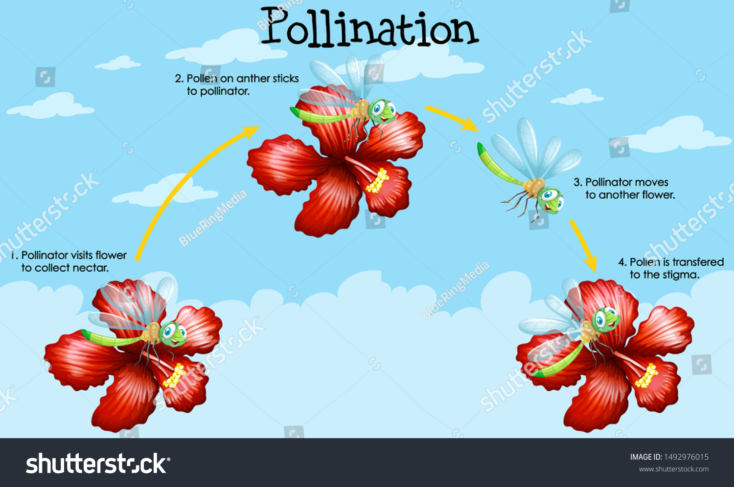 Diagram Showing Pollination Flowers Bugs Illustration Stock Vector