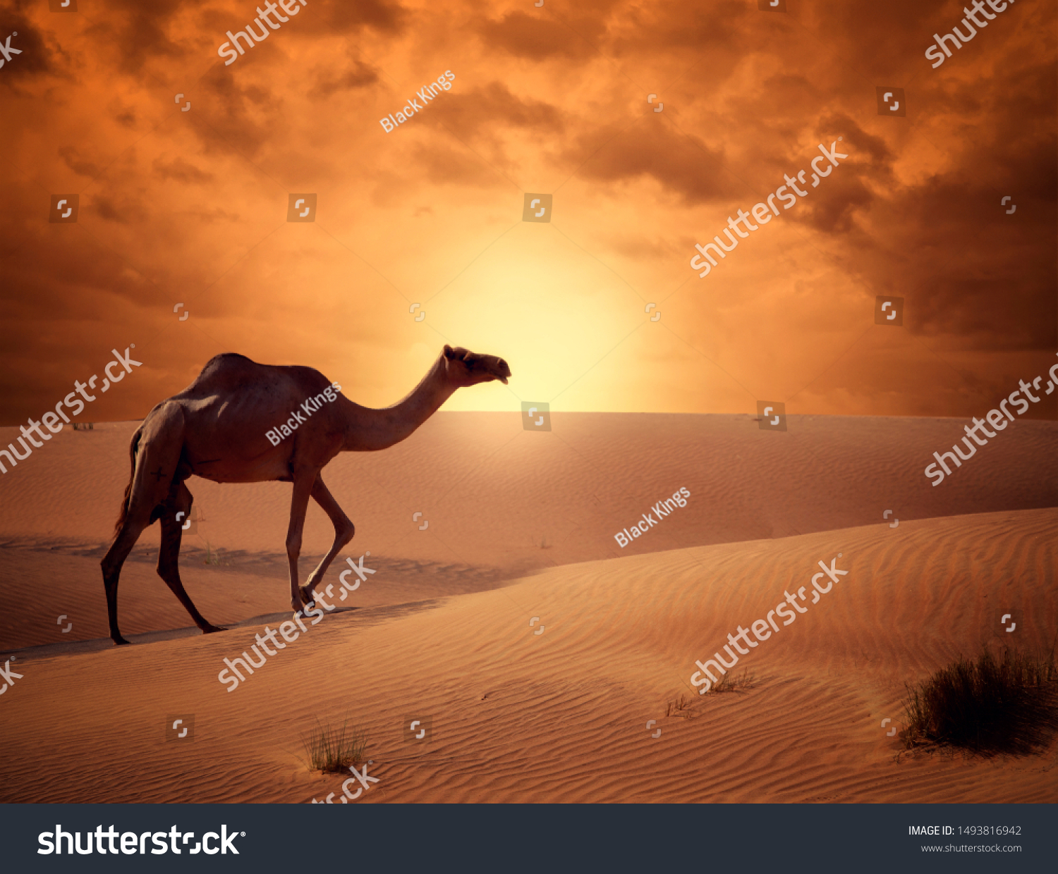 Desert crossing. Лев в пустыне рисунок. Desert Cross. Смотреть картинки верблюд лежит на песке и смотрит в даль.