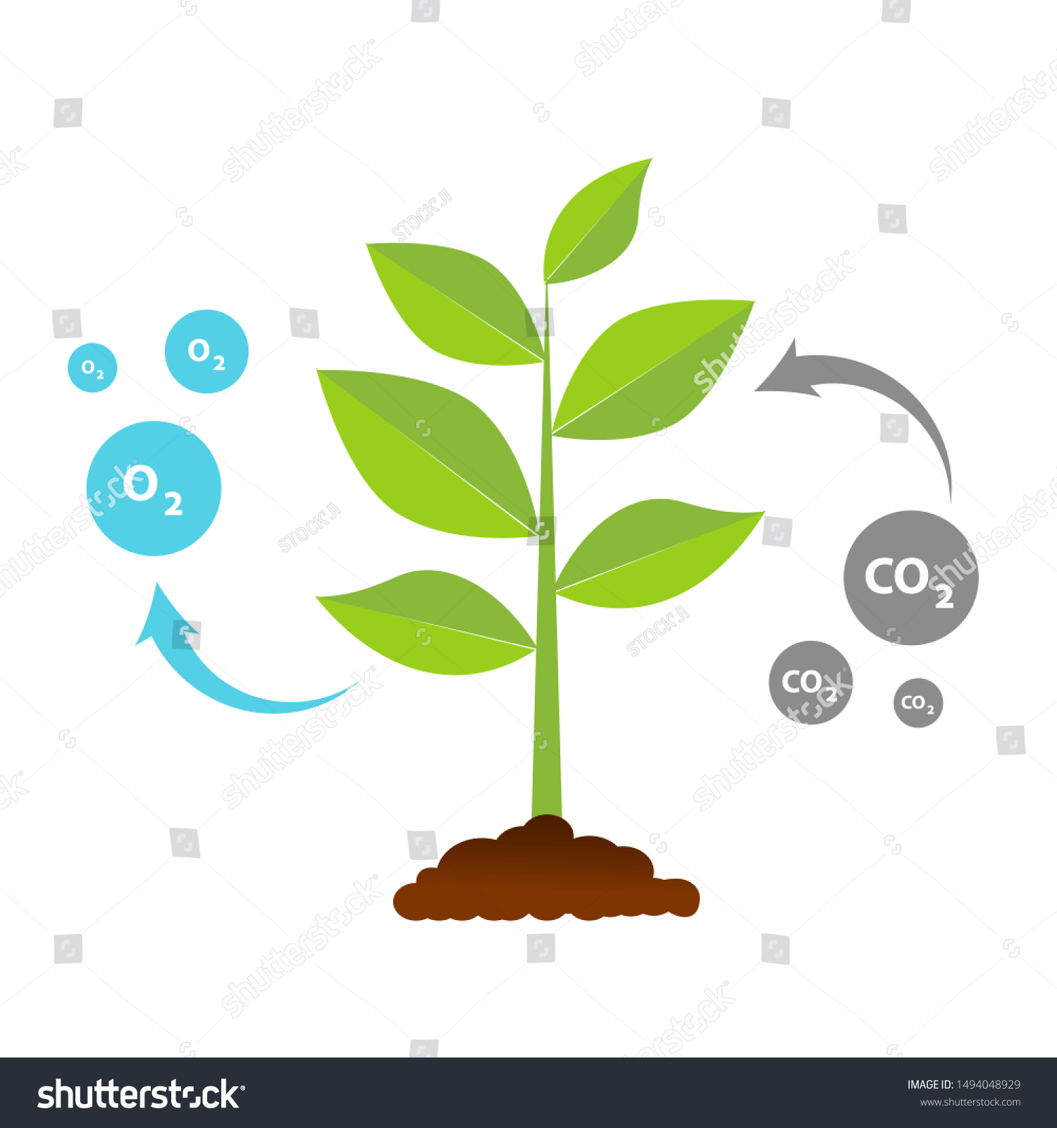 Растения и кислород