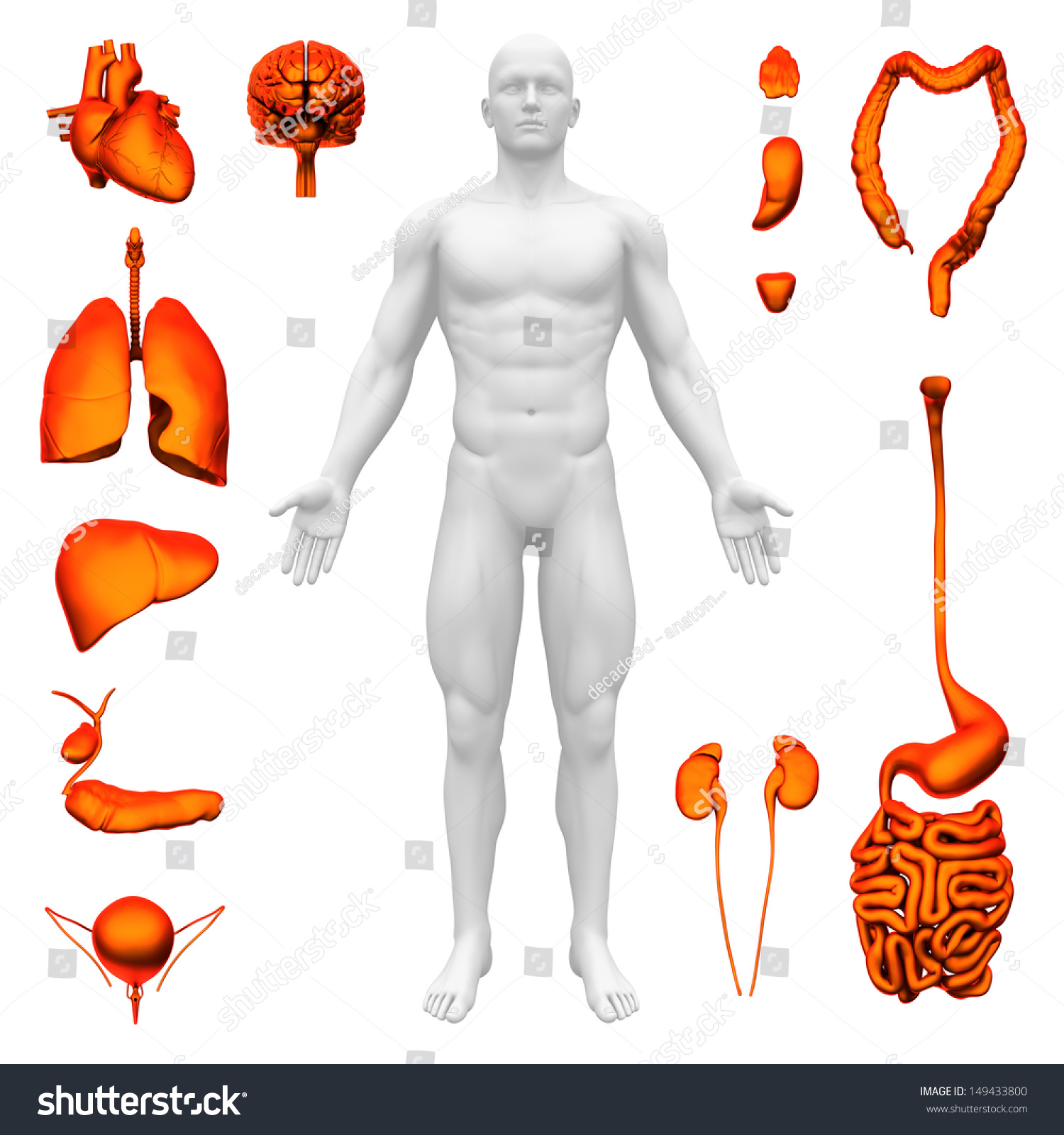 Internal Organs Human Anatomy Stock Illustration 149433800 Shutterstock