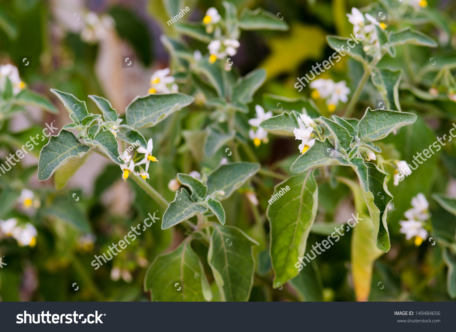 Solanum Nigrum Plant Detail Stock Photo 149484656 