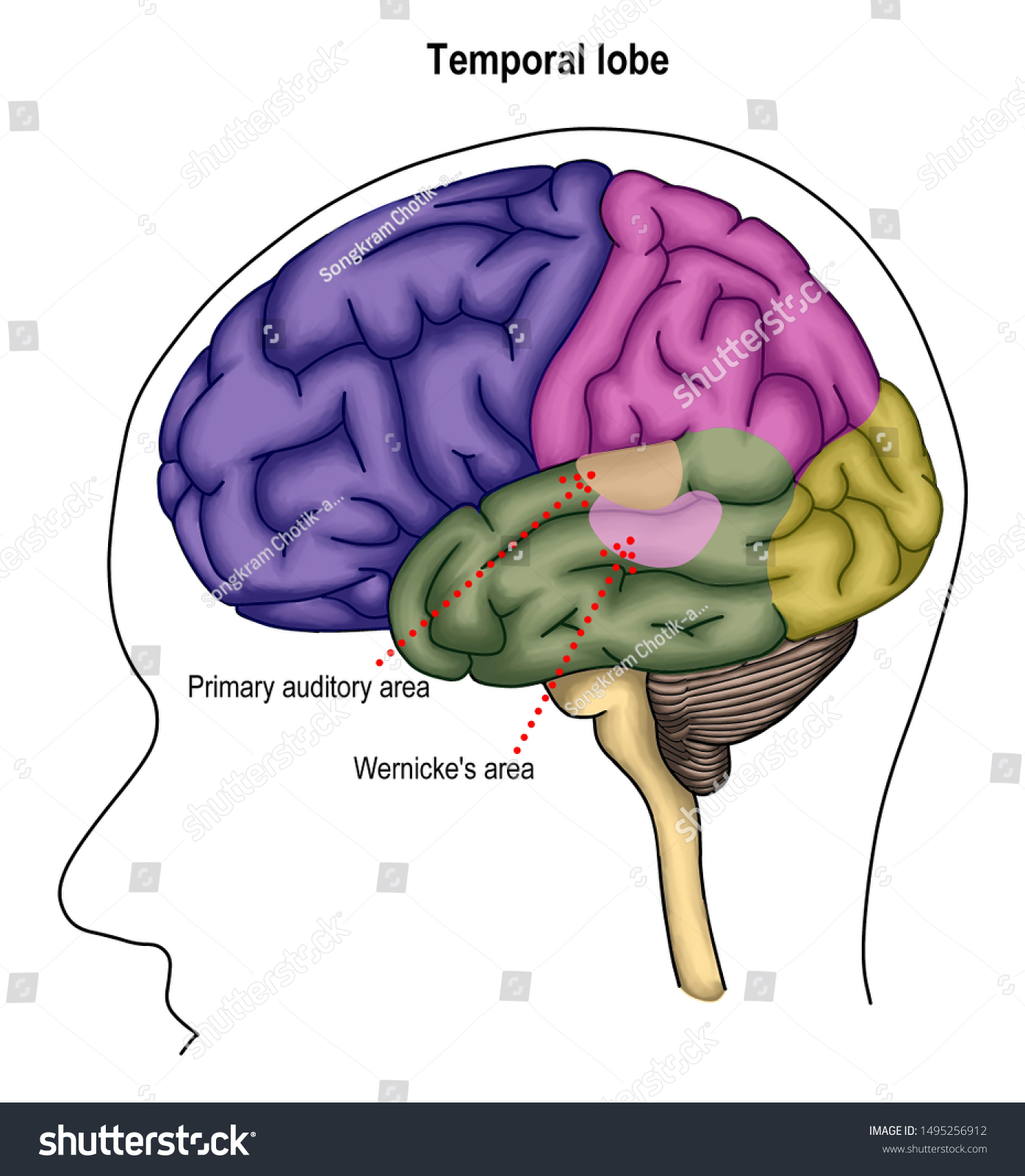 Humans Brain Anatomy Shown Temporal Lobe Stock Illustration 1495256912 ...