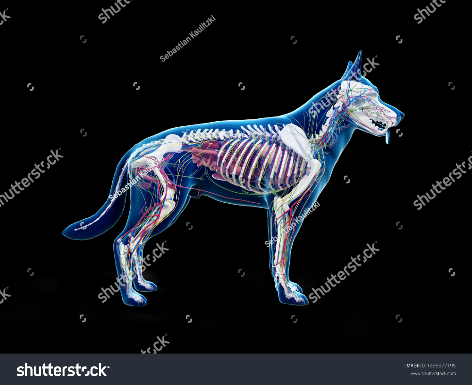 3d Rendered Anatomy Illustration Canine Anatomy Stock Illustration ...