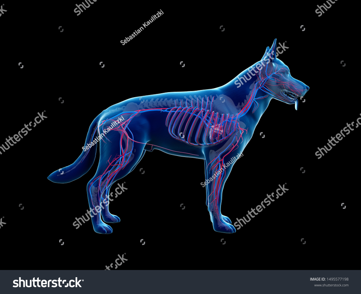 3d Rendered Anatomy Illustration Canine Vascular Stock Illustration 