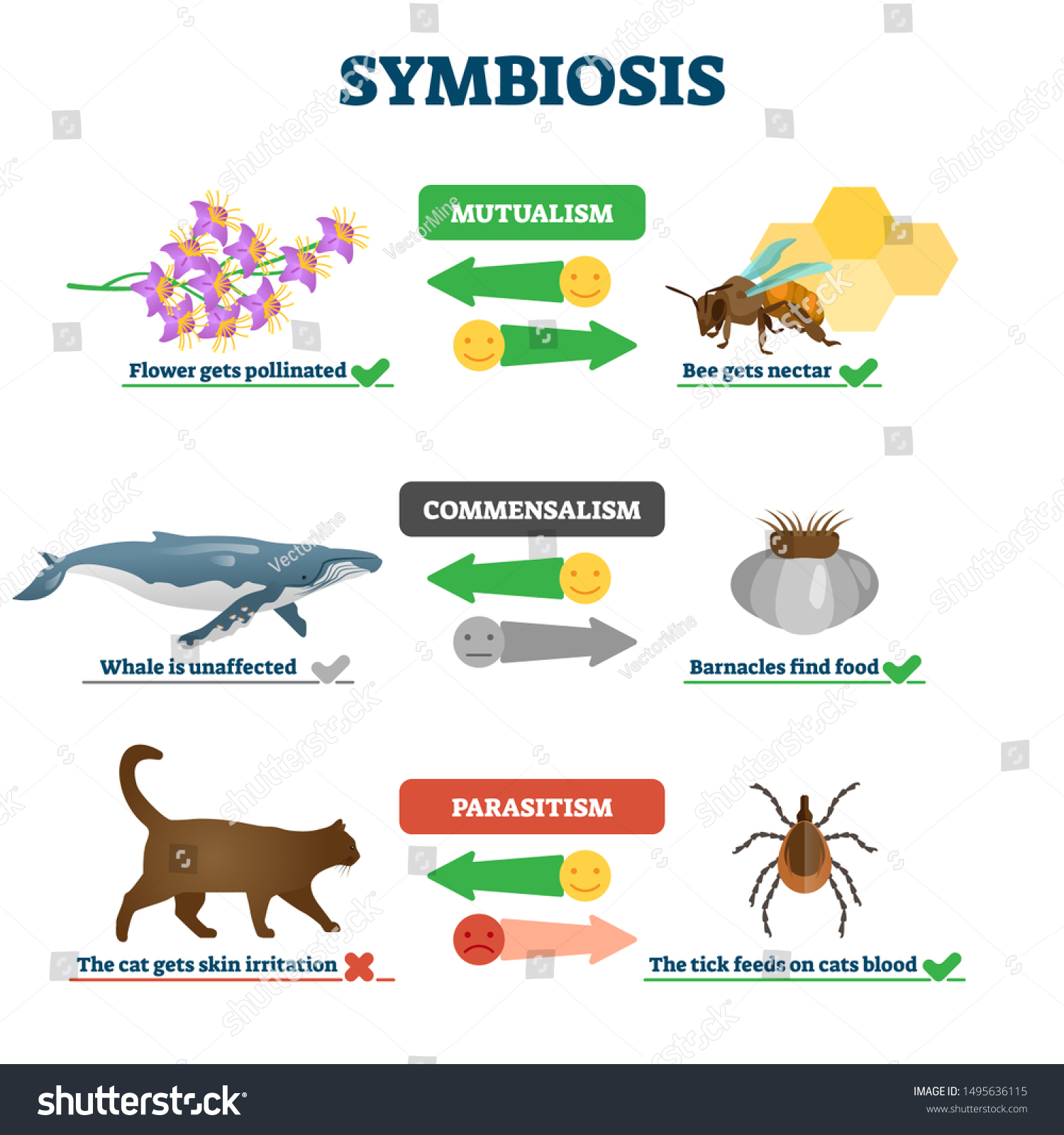 Symbiosis Vector Illustration Labeled Living Together Vector có sẵn