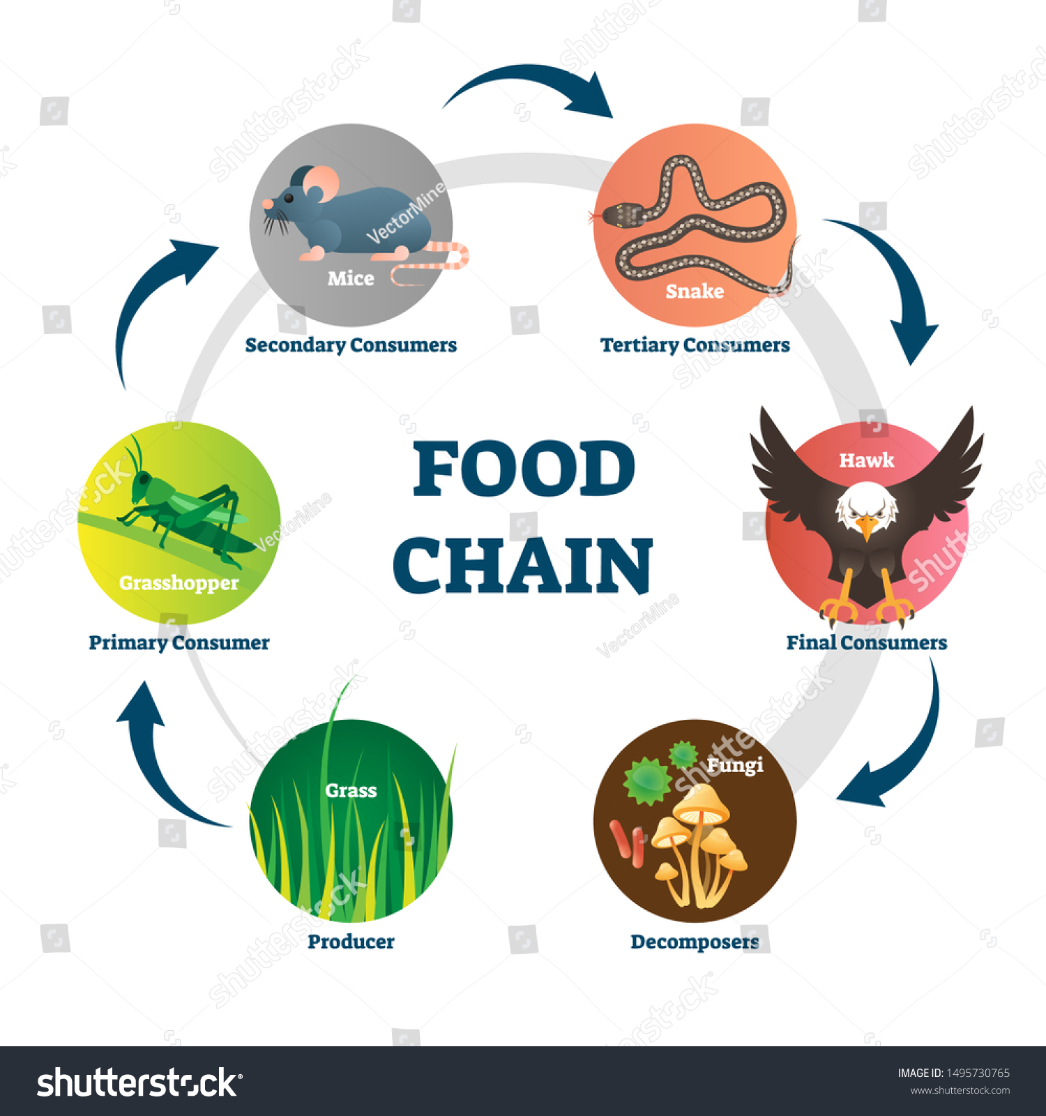 labeled wetland food web