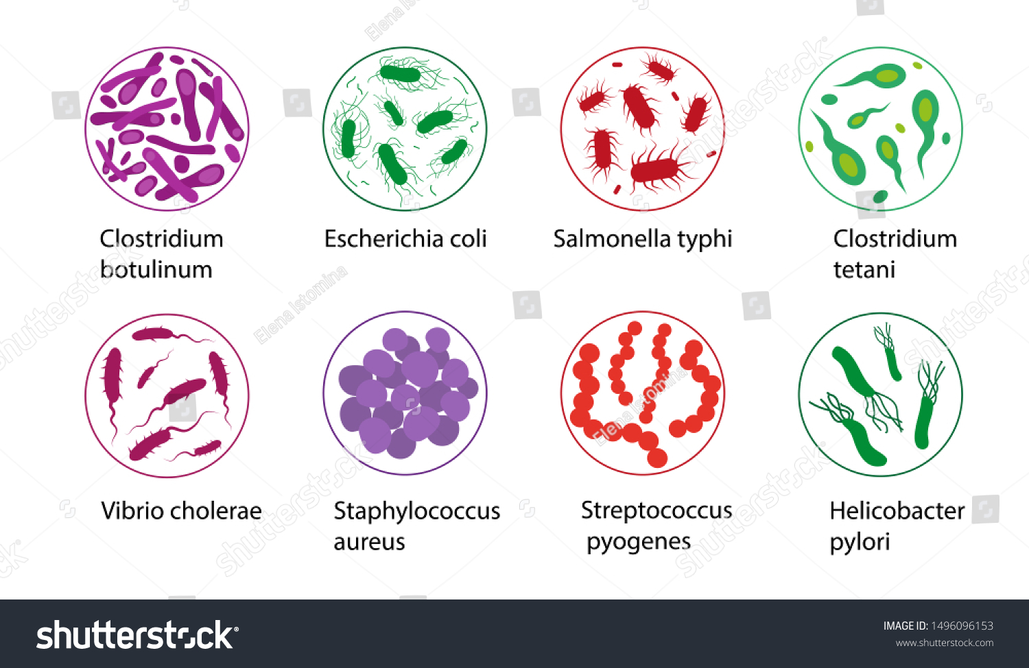 773 Clostridium vector Images, Stock Photos & Vectors | Shutterstock