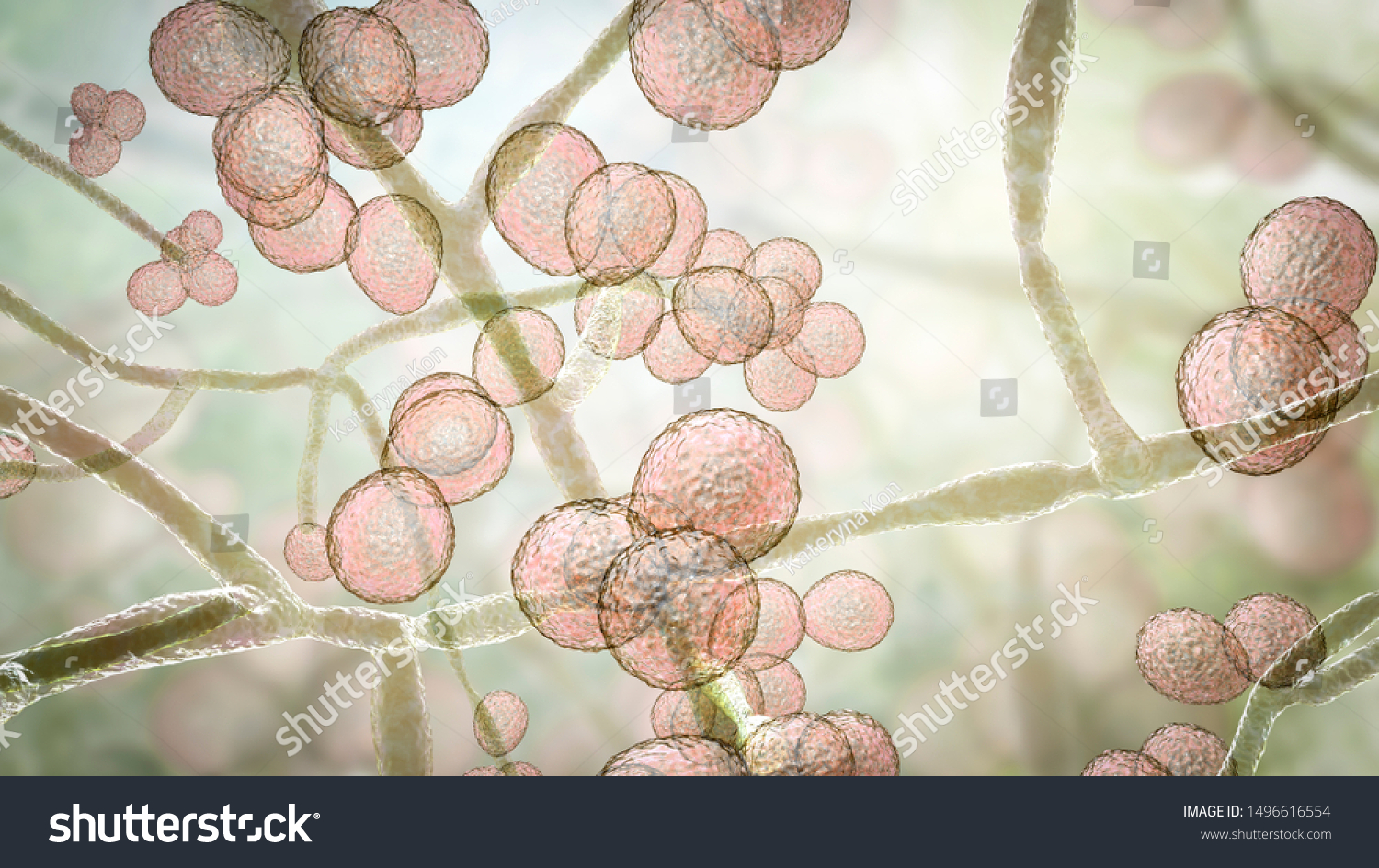 Candida Auris Fungi Emerging Multidrug Resistant Stock Illustration 1496616554 Shutterstock 