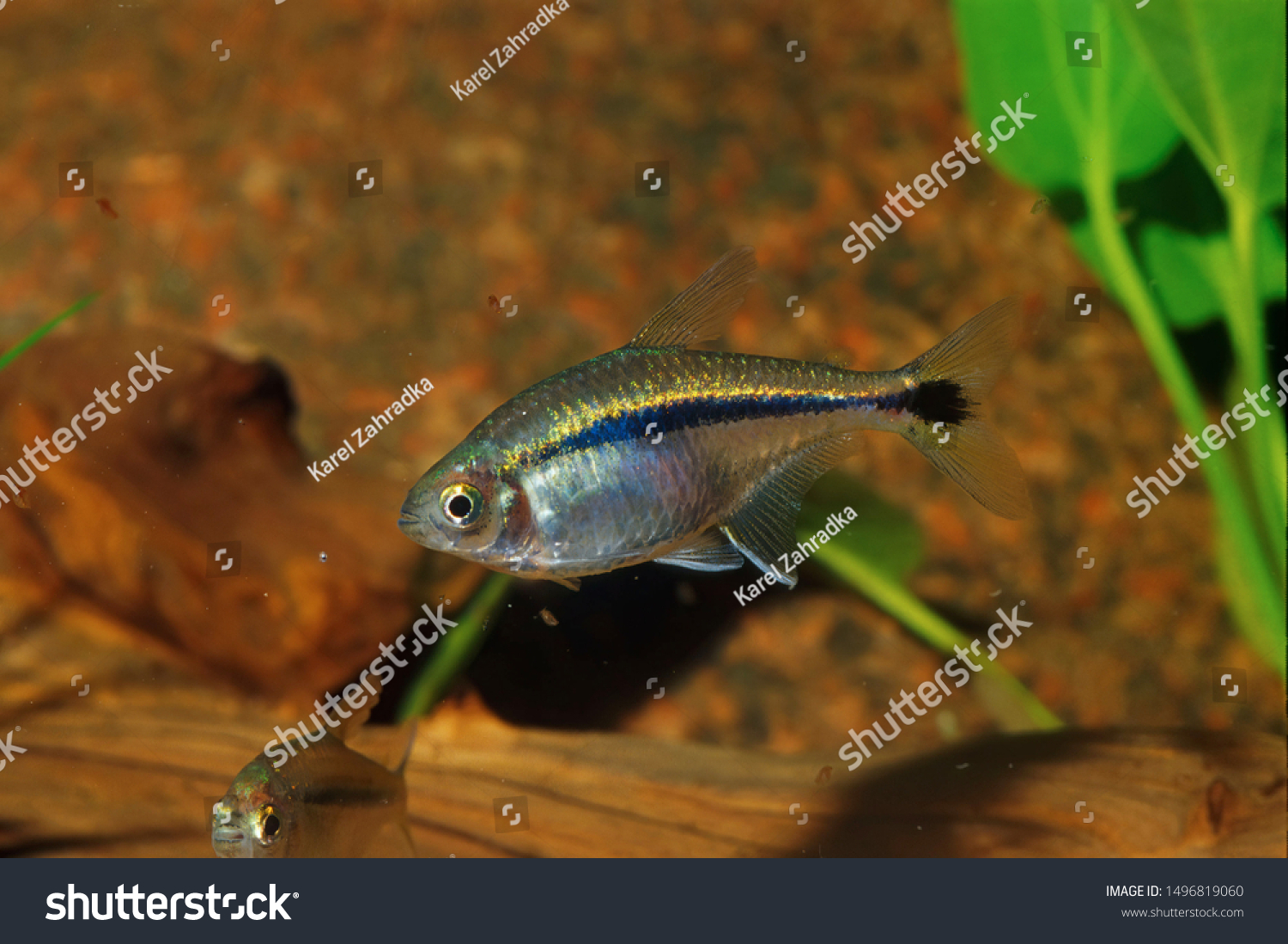 Aquarium Fish Black Banded Tetra Hyphessobrycon Stock Photo 1496819060 ...