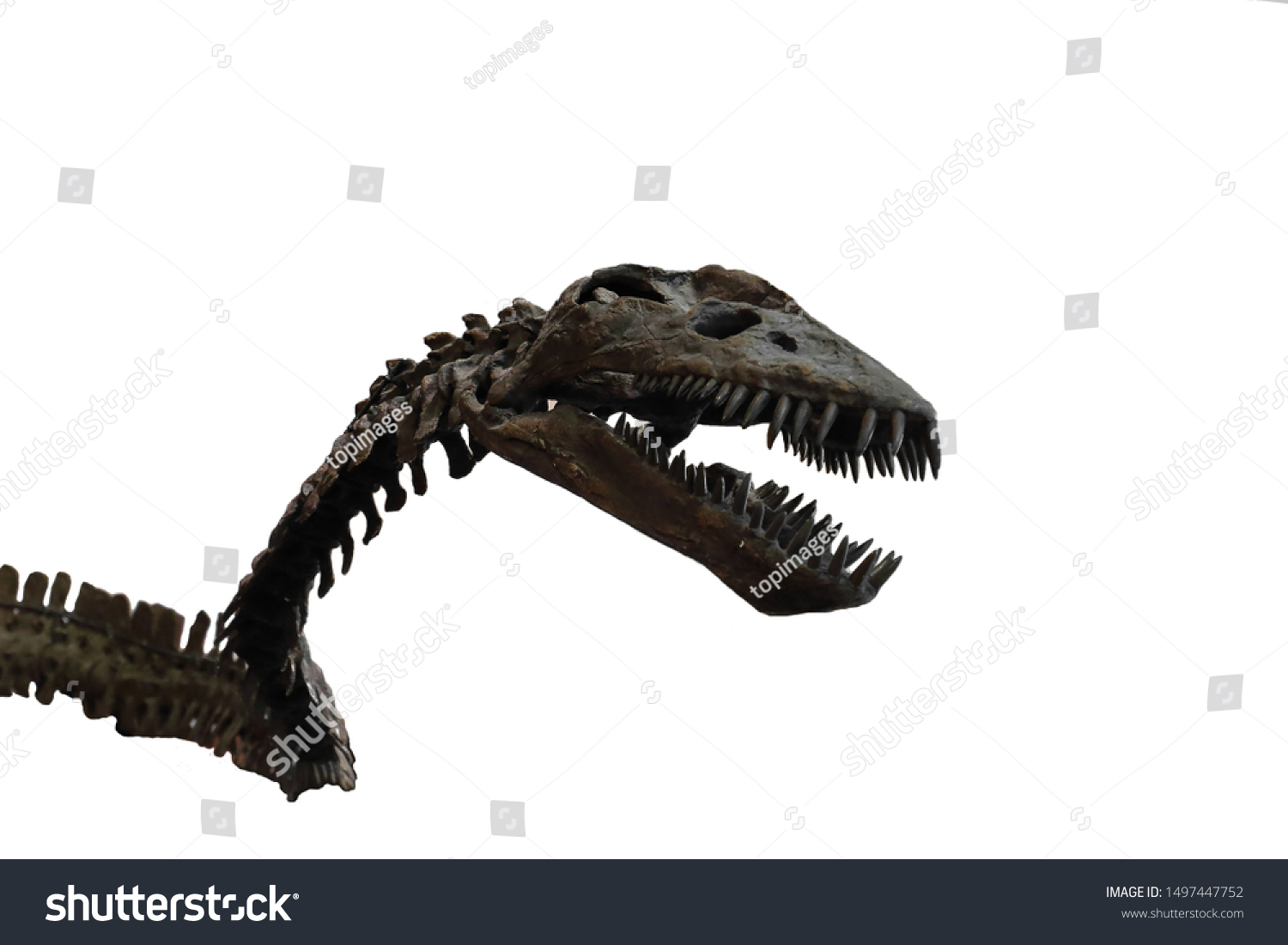 Skeleton Specimen Elasmosaurus Platyurus Stock Photo 1497447752 ...