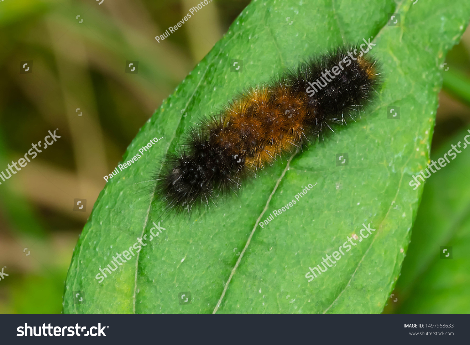 Isabella Tiger Moth Caterpillar Known Banded Stock Photo 1497968633 ...