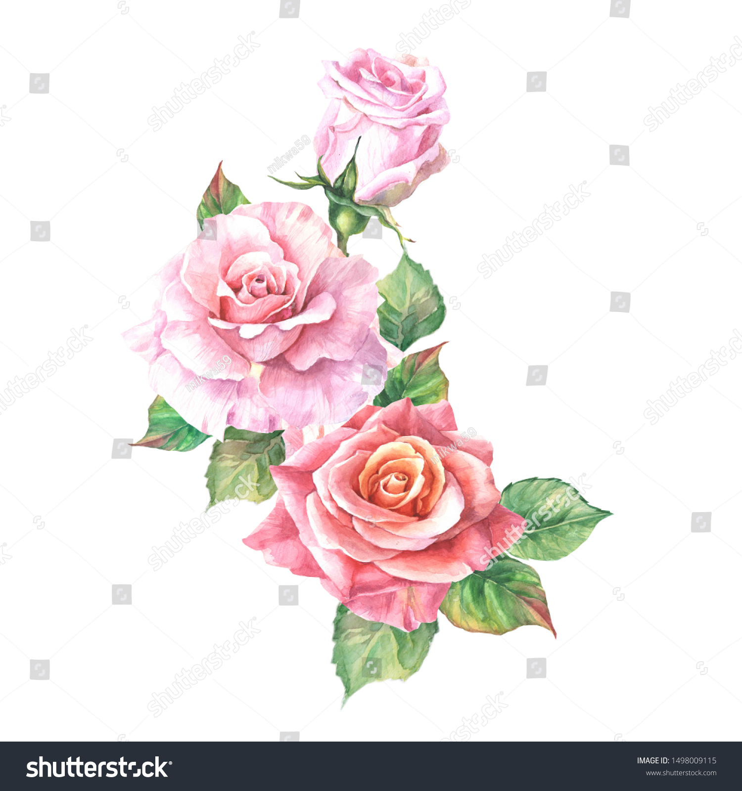 Watercolor Roses Leaves Buds Stock Illustration 1498009115 | Shutterstock
