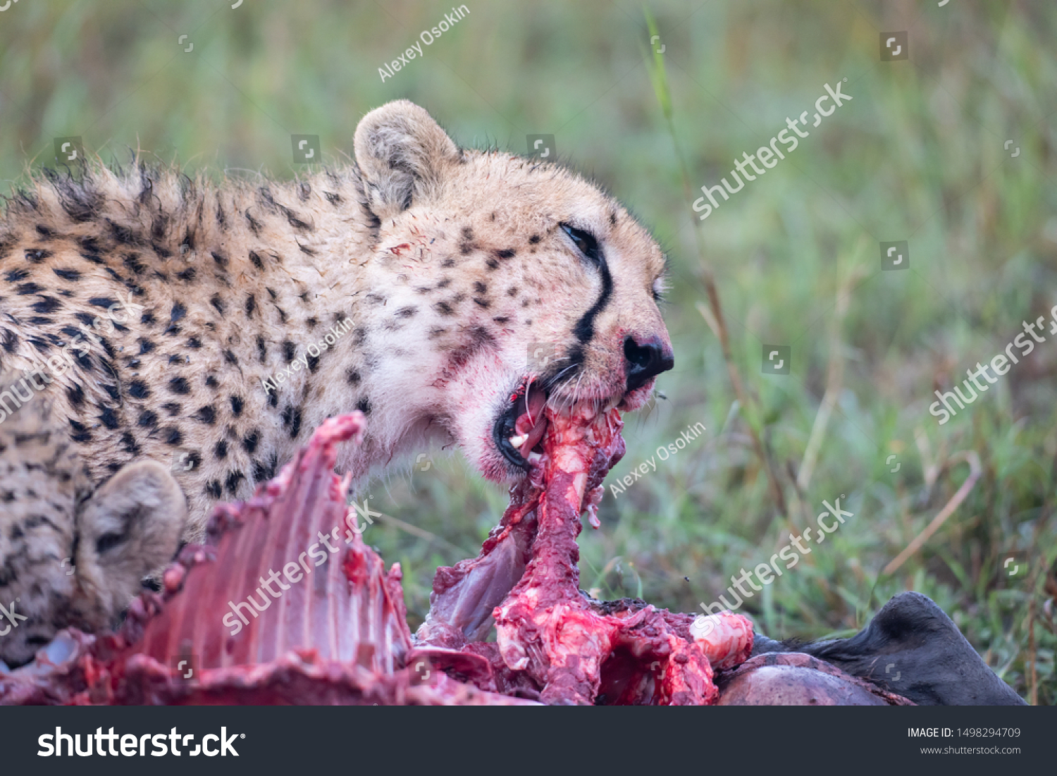 cheetah eating prey