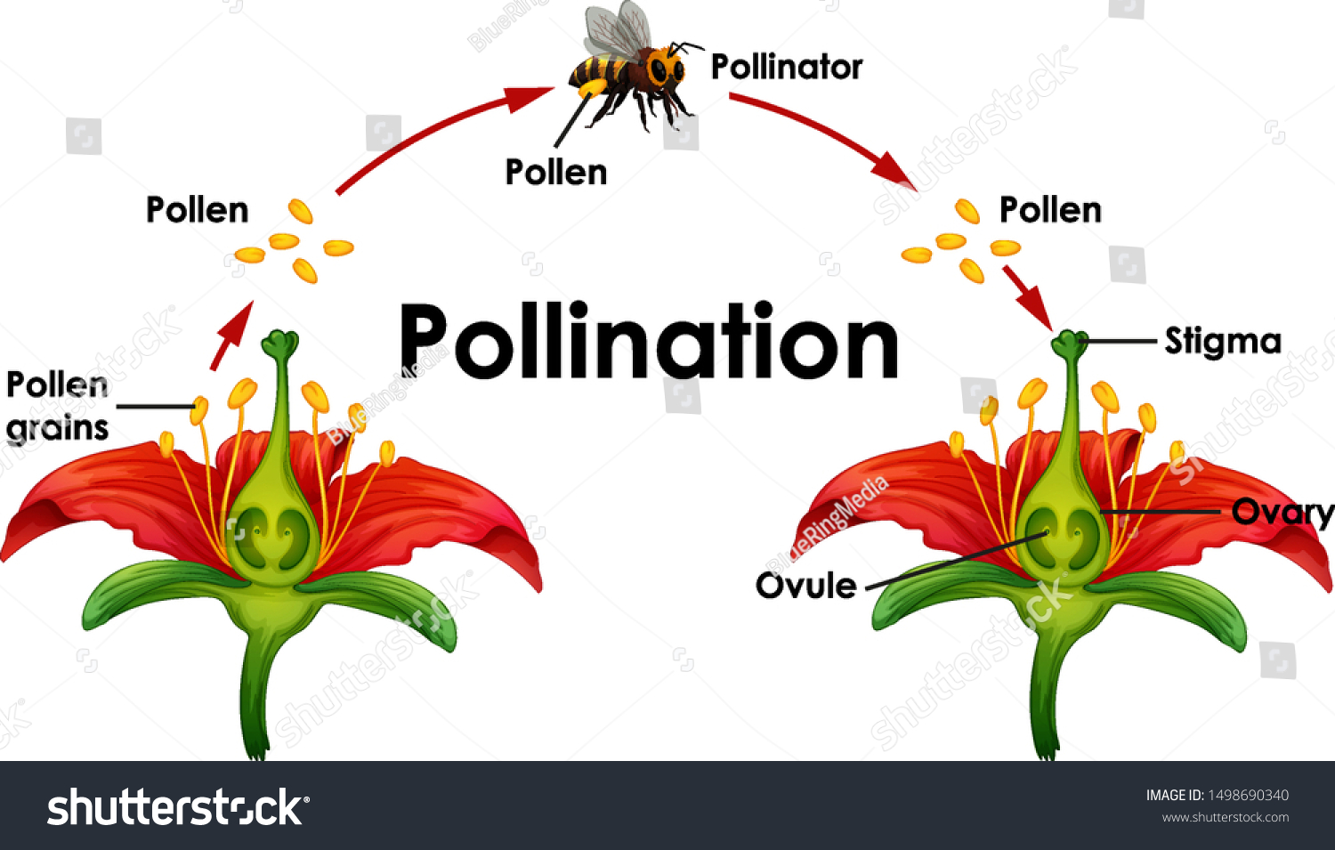 338 348 Pollinate Pollination Images Stock Photos Vectors Shutterstock   Stock Vector Diagram Showing Pollination With Flower And Bee Illustration 1498690340 