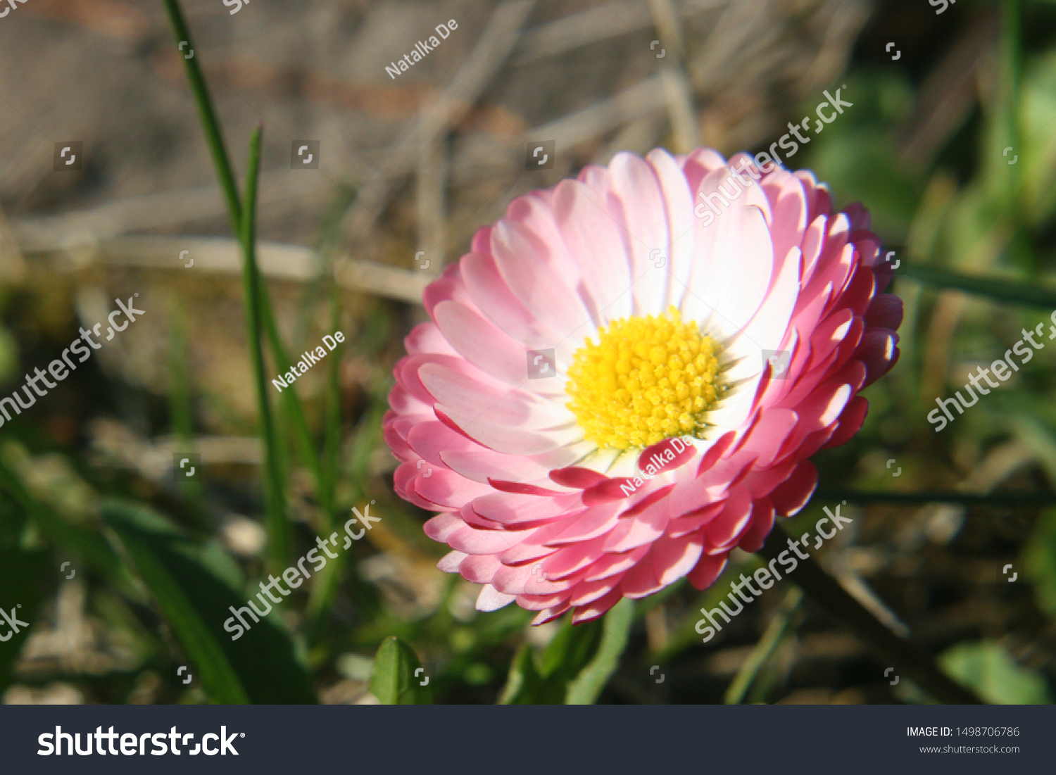 pink-flower-common-daisy-lawn-daisy-stock-photo-1498706786-shutterstock