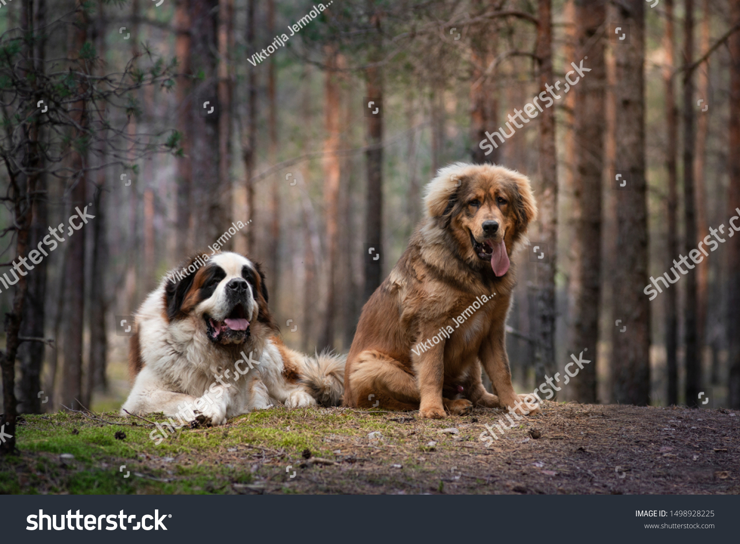 are saint bernards mastiffs