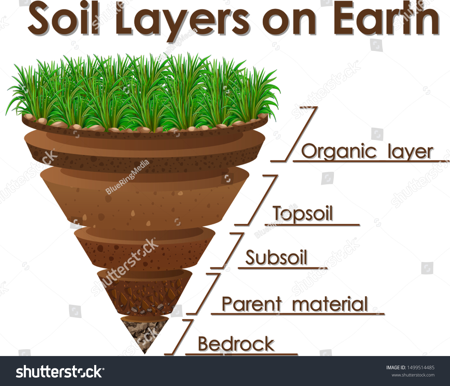 Diagram Showing Soil Layers On Earth Stock Vector Royalty Free