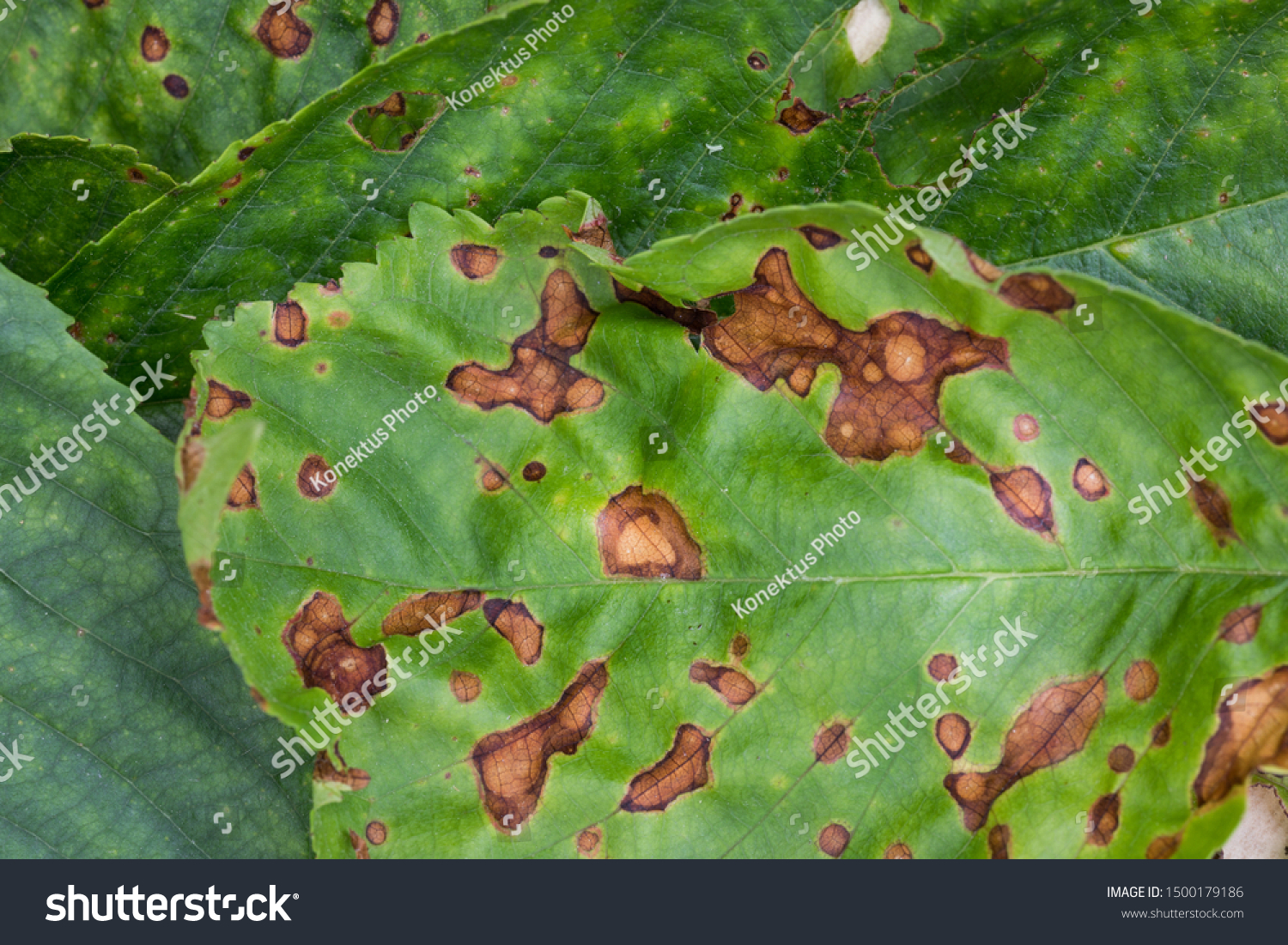 Wilsonomyces carpophilus