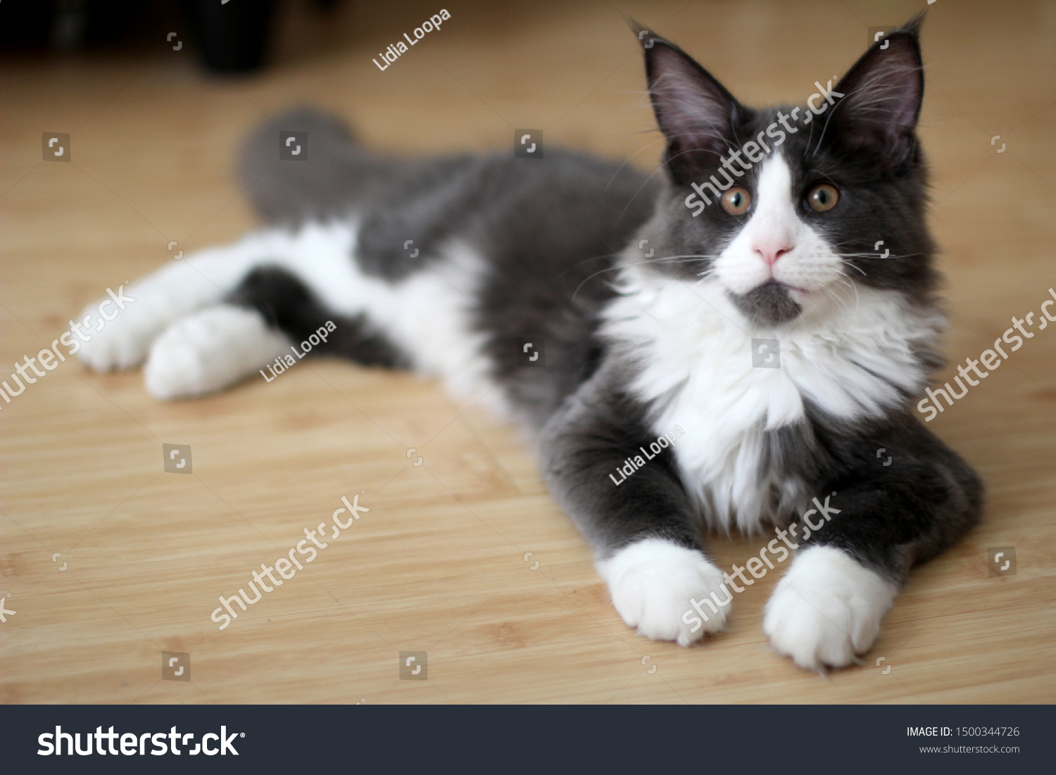 grey and white maine coon