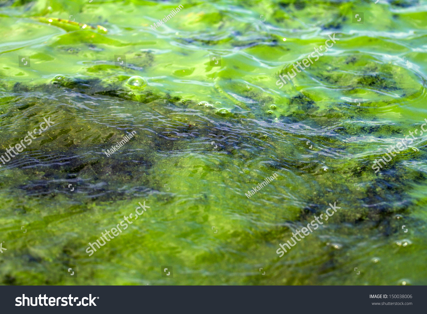 Algae Polluted Water Bloom Filamentous Diatoms Stock Photo 150038006 ...