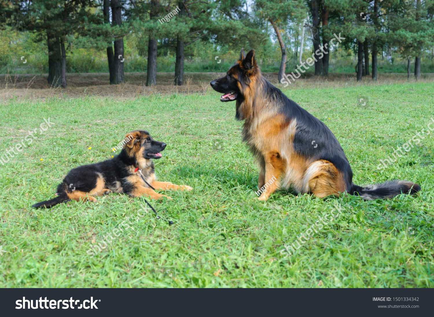 small dog german shepherd