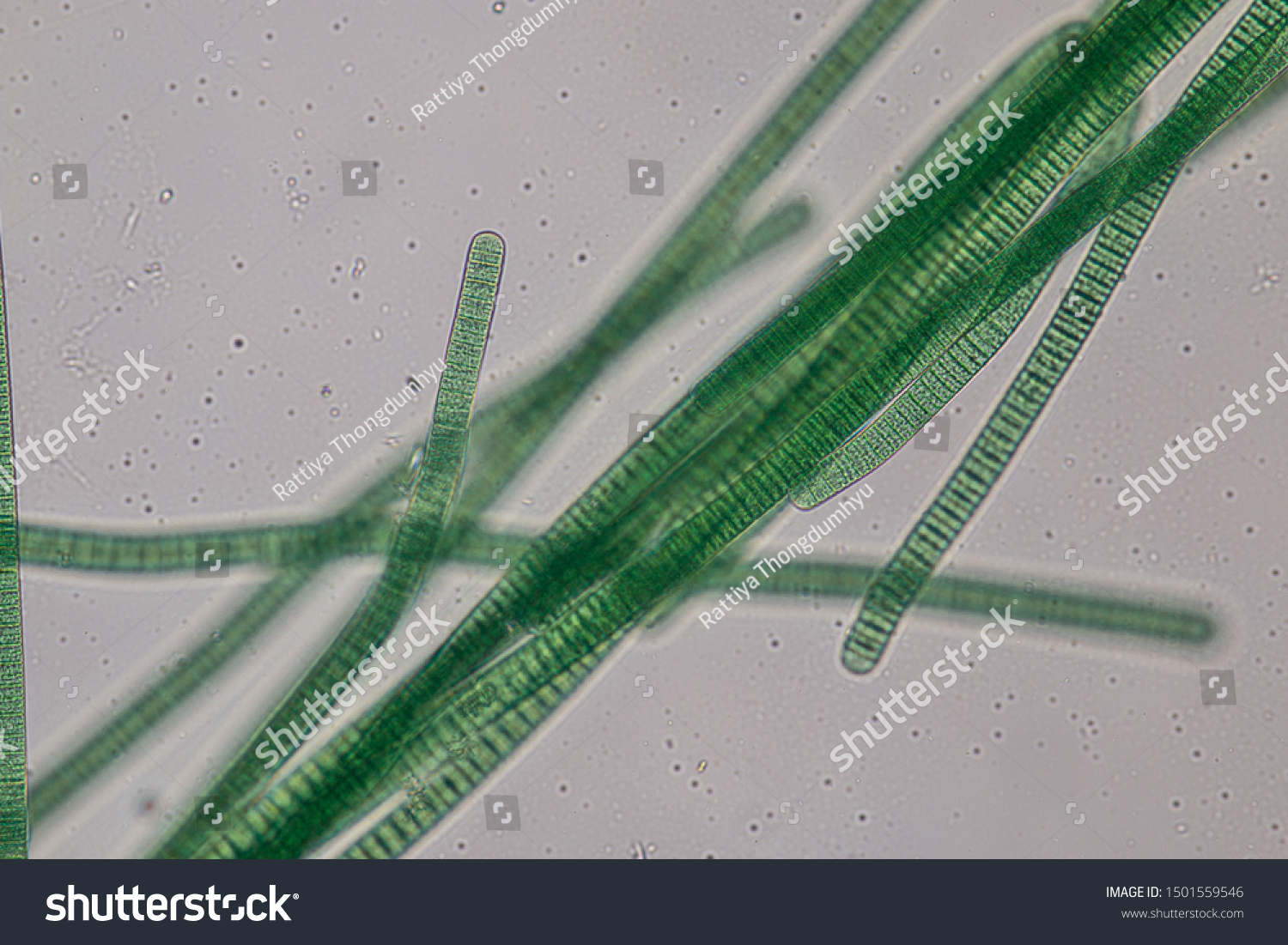 Study Oscillatoria Genus Filamentous Cyanobacterium Oscillation Stock ...