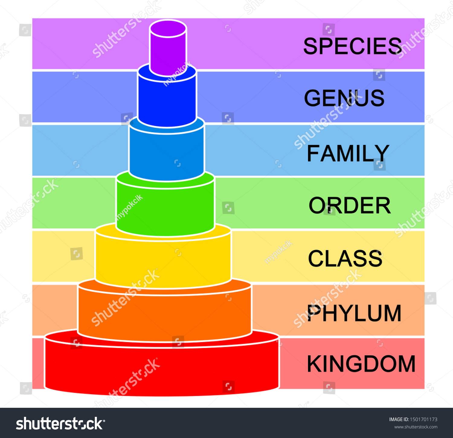 Colorful Hierarchy Biological Classification Stock Illustration ...