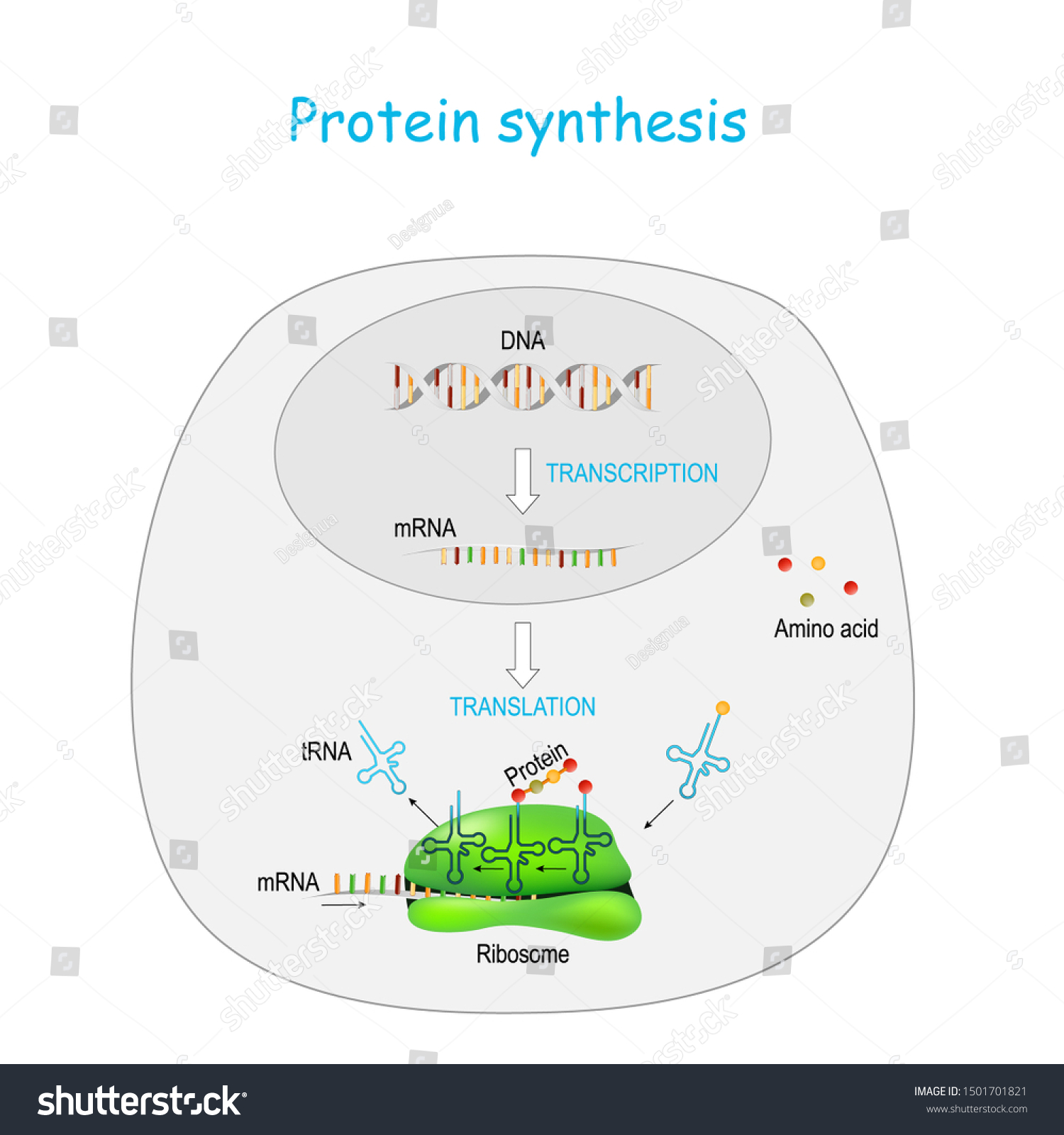 Protein Synthesis Ribosome Transcription Translation Synthesis Stock ...