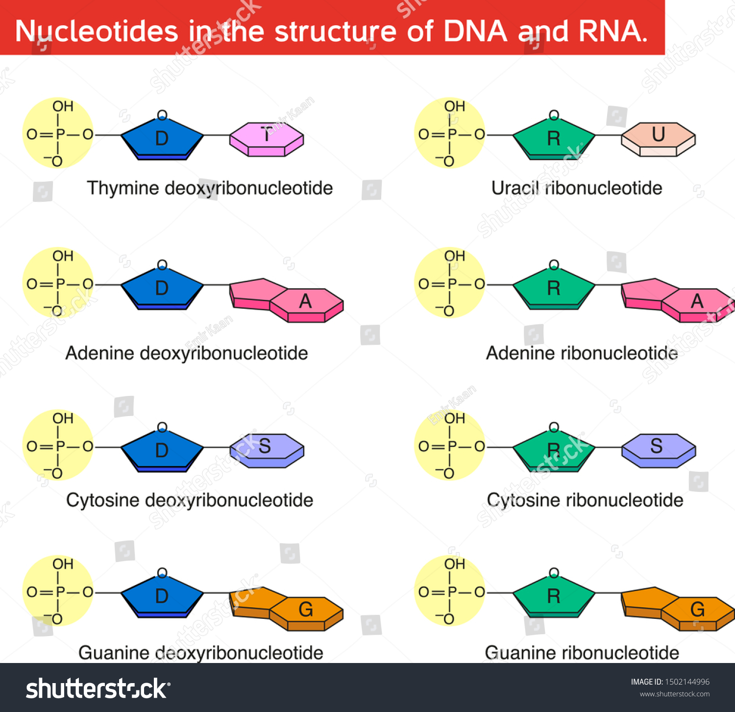 Nucleotides Structure Dna Rna Stock Vector Royalty Free 1502144996