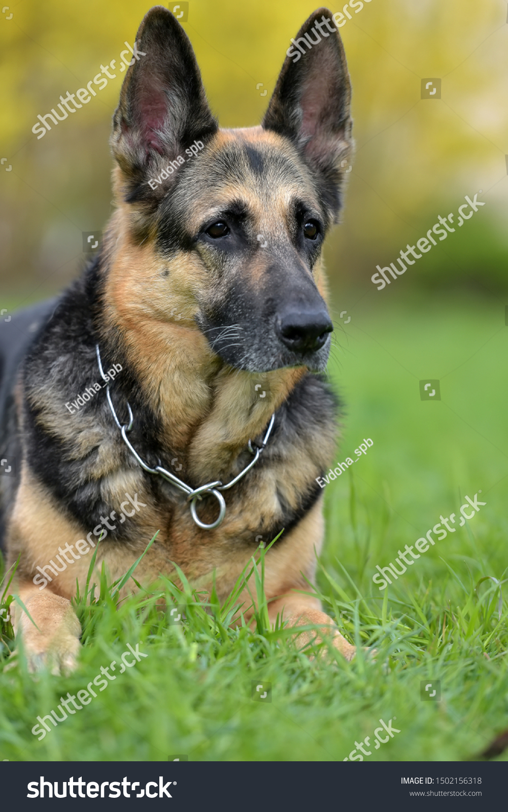 what is the oldest german shepherd on record