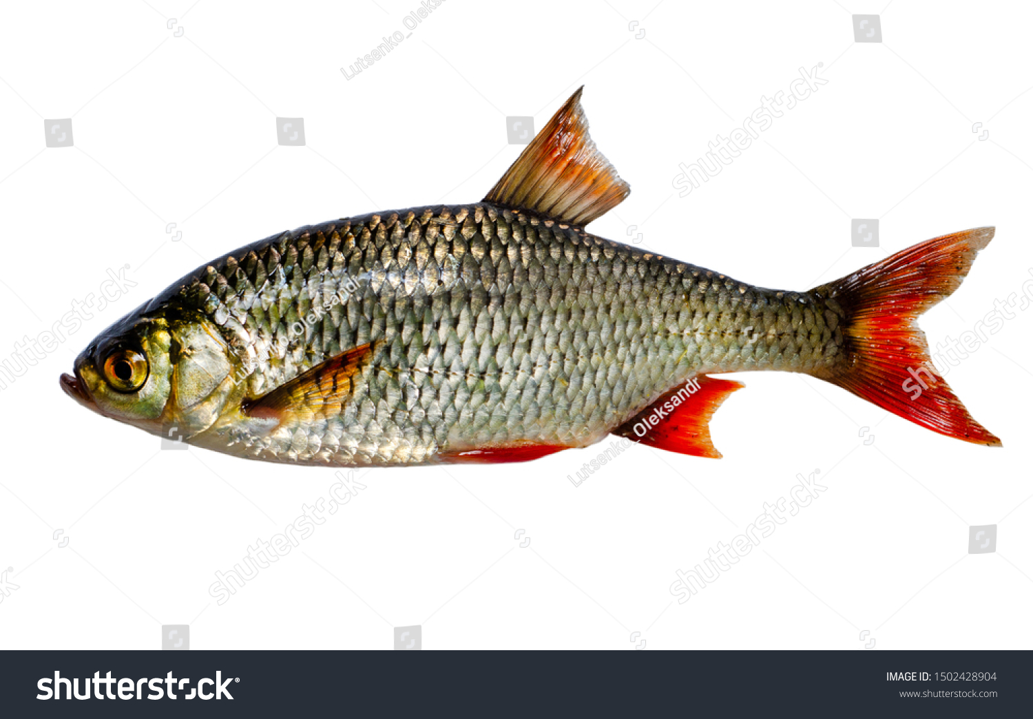 рыба красноглазка фото где водится