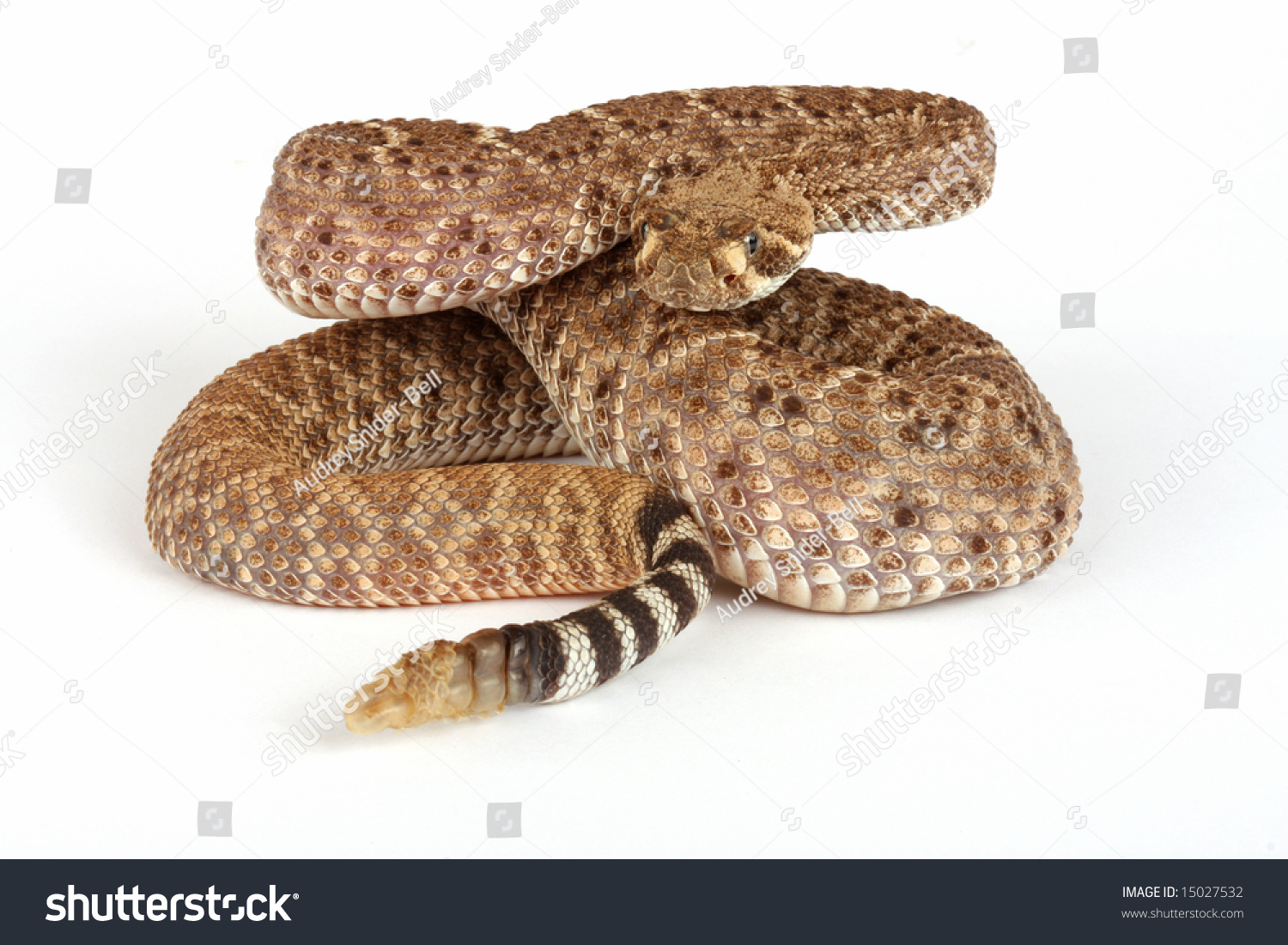 Western Diamondback Rattlesnake Crotalus Atrox Stock Photo 15027532 ...