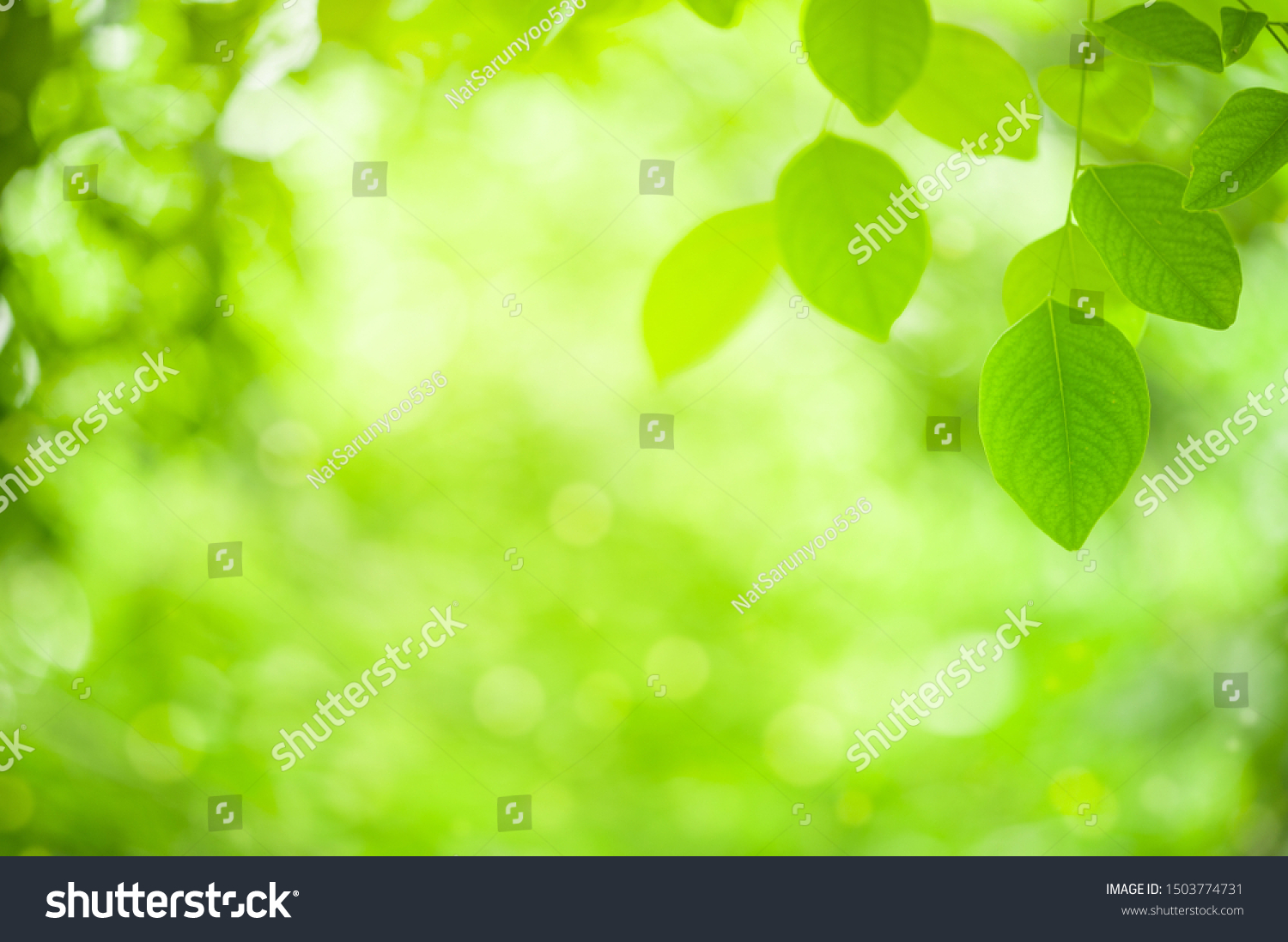 Abstract Natural Background Closeup Nature View Stock Photo 1503774731 ...