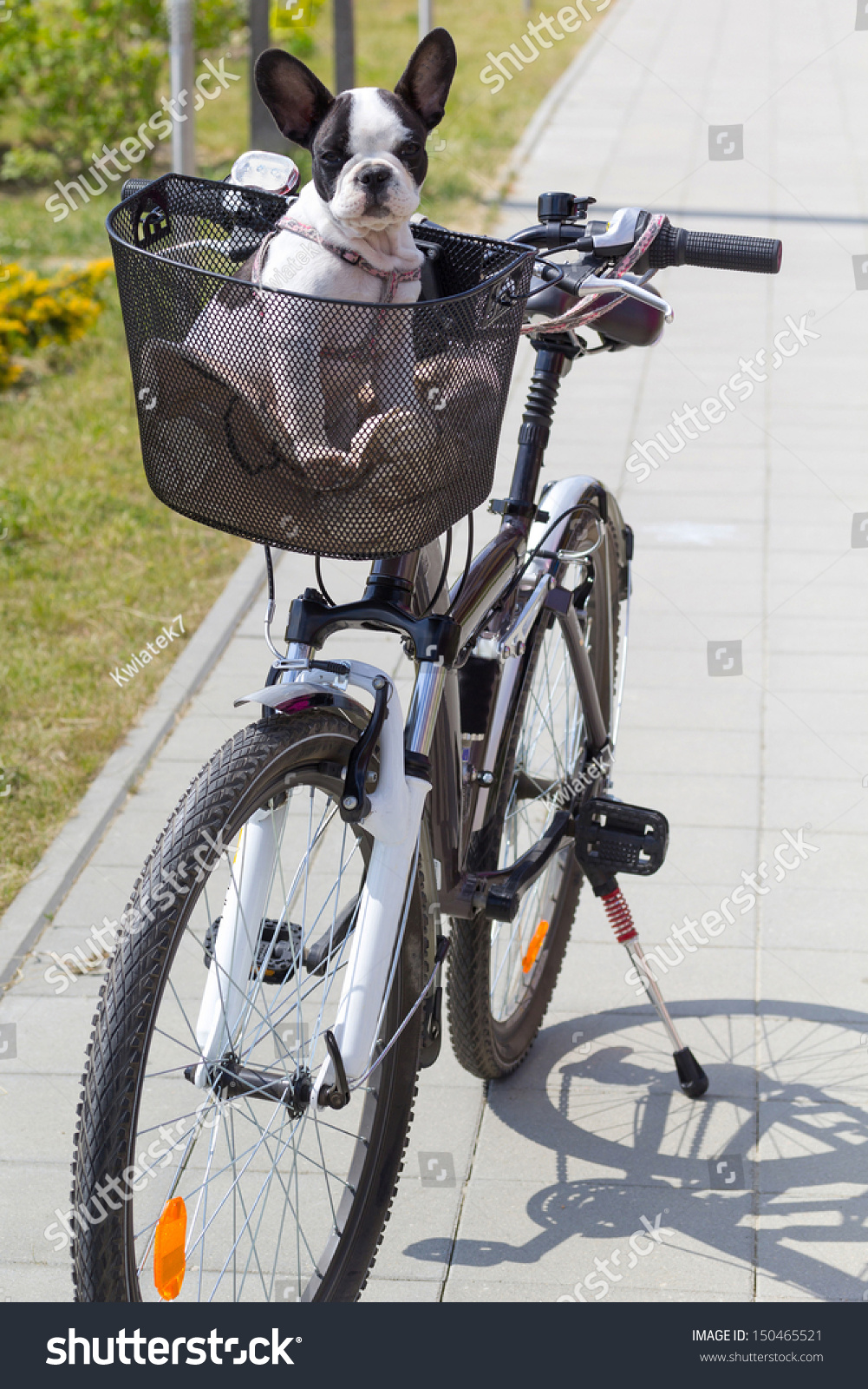 bike basket for french bulldog