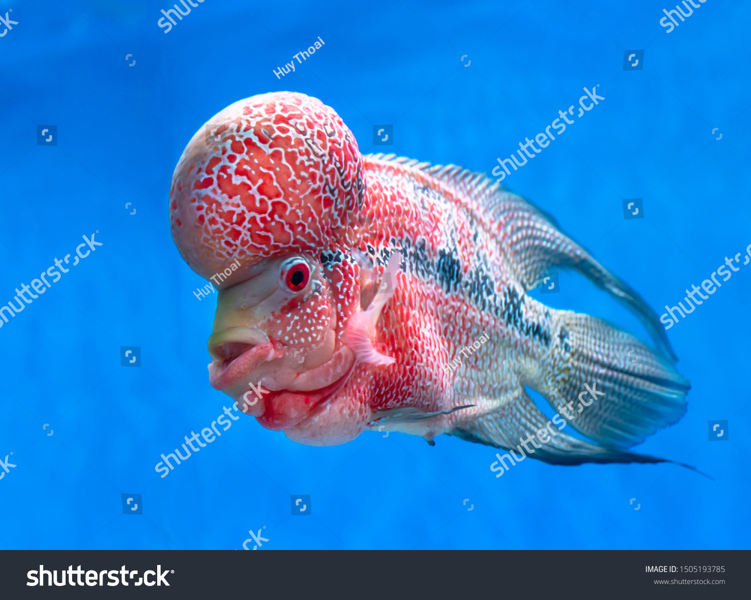 flowerhorn liveaquaria